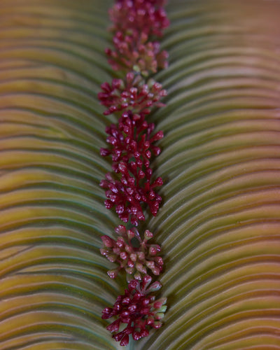 All Foliage