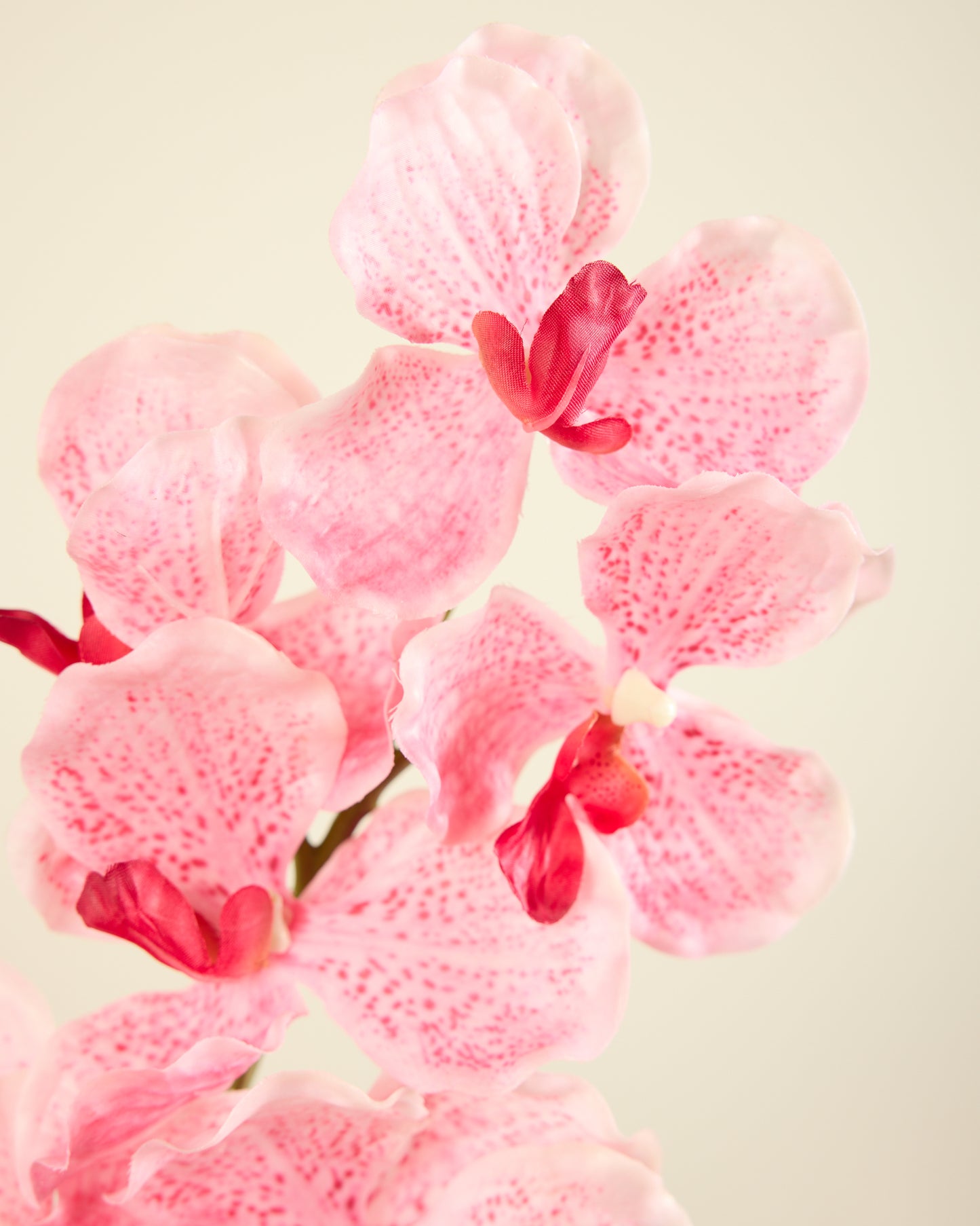ABSOLUTE LUXURY REAL TOUCH ORCHIDS IN CANDY PINK