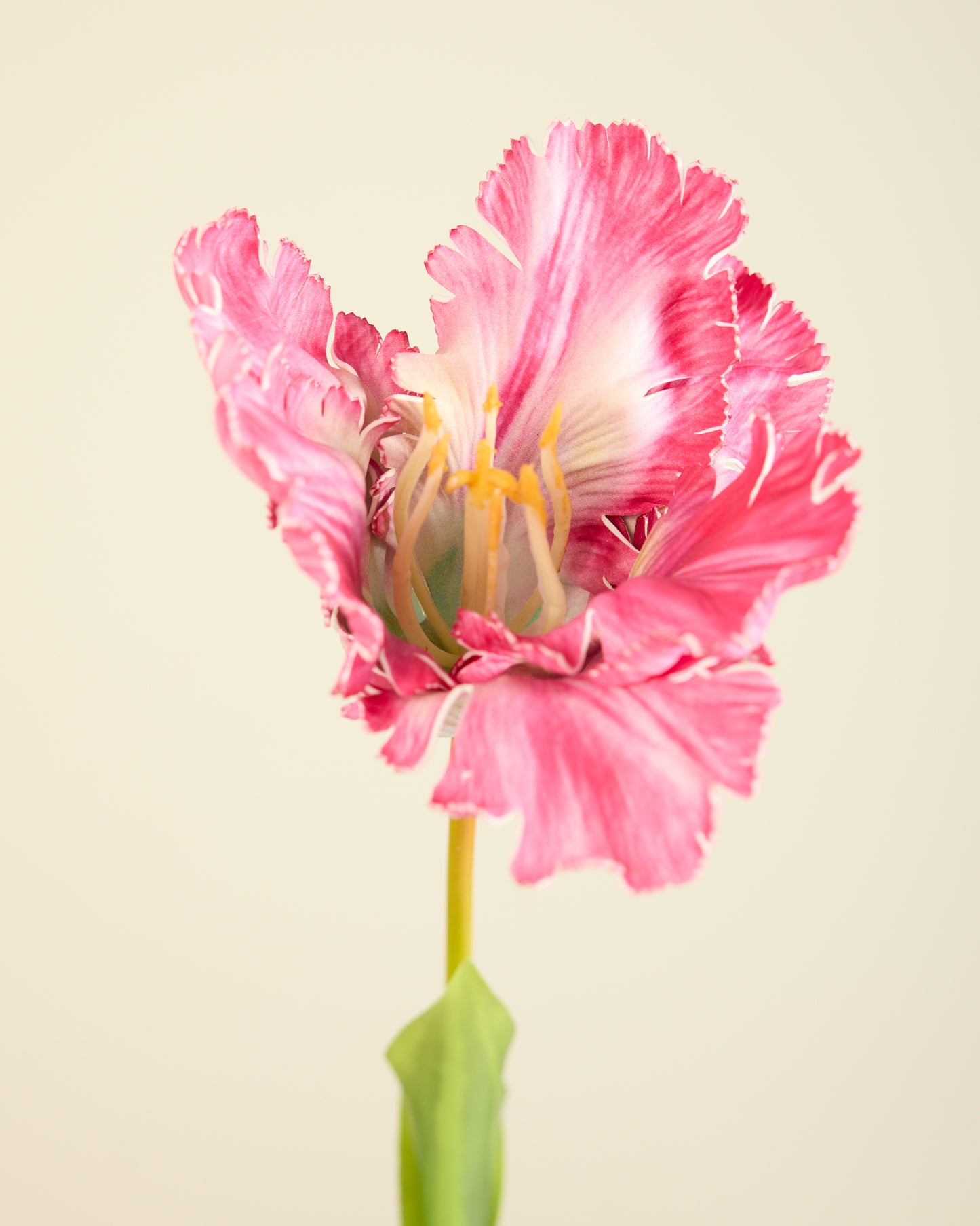 LARGE TULIP IN FUSCHIA