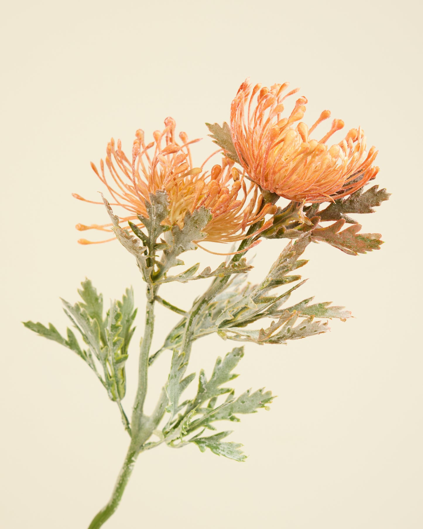 PROTEA SPRAY IN CHAMPAGNE