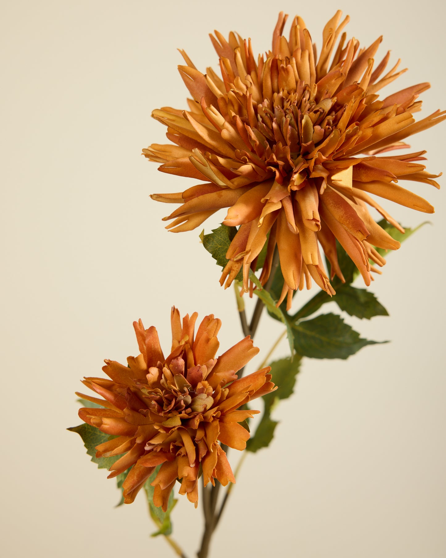 CHRYSANTHEMUM IN BURNT ORANGE