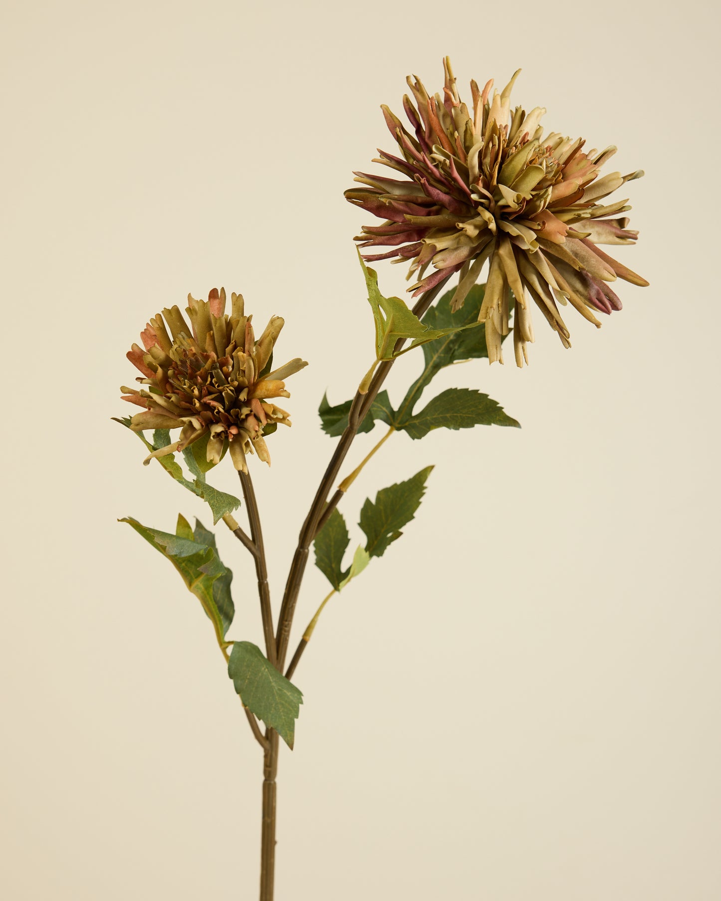CHRYSANTHEMUM IN KHAKI