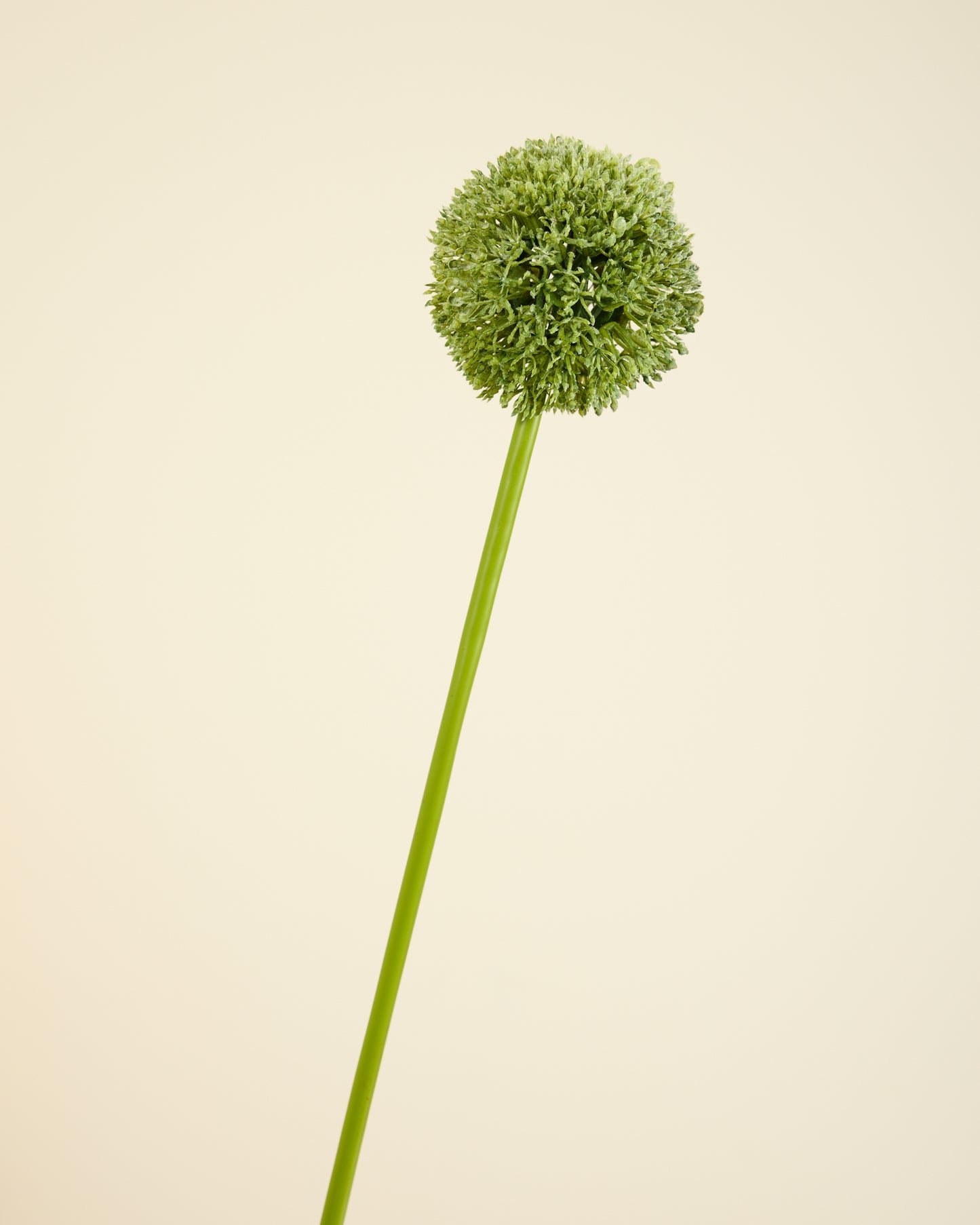 SINGLE GREEN ALLIUM
