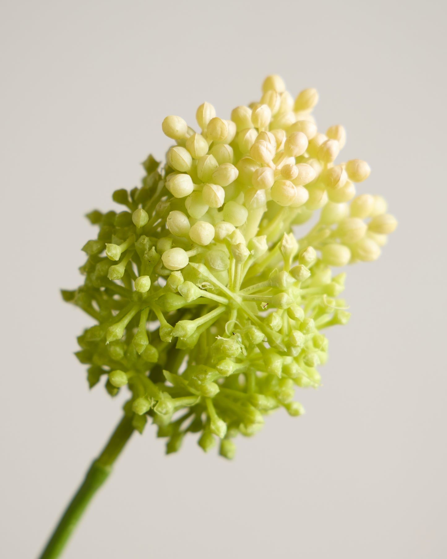 GREEN REAL TOUCH ALLIUM DUO