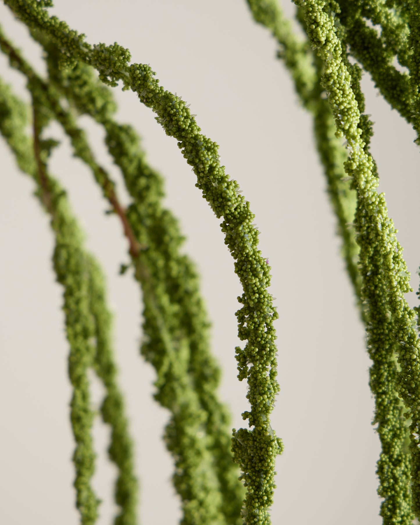 AMARANTHUS SPRAY IN GREEN