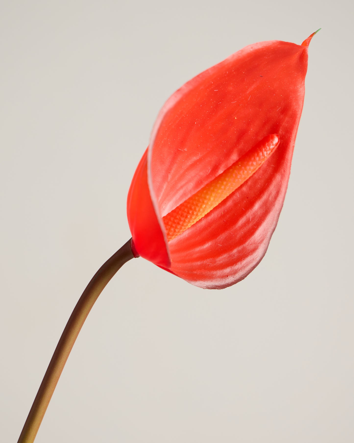 REAL TOUCH ANTHURIUM IN RED