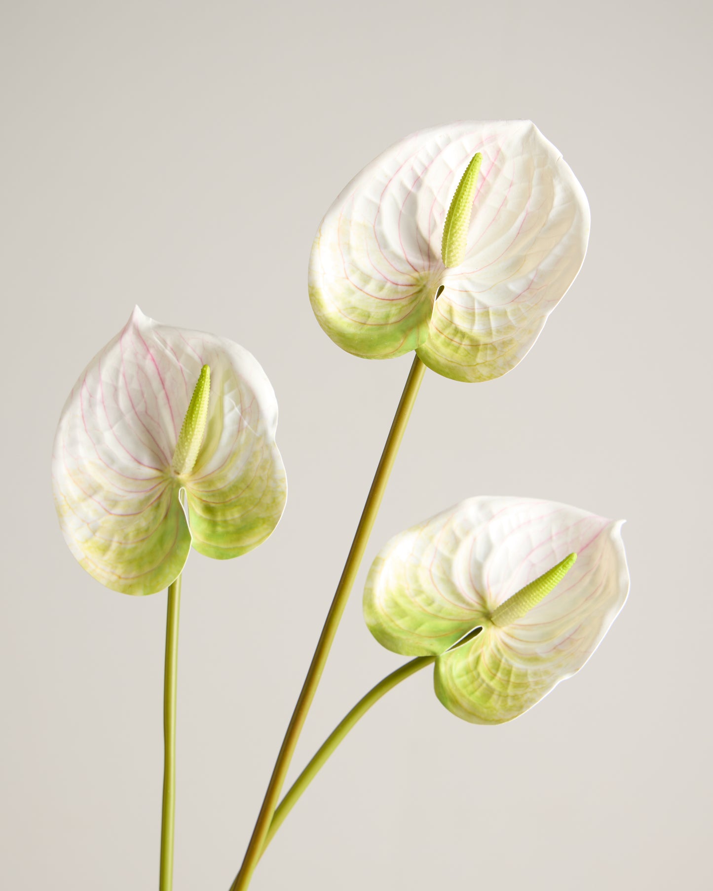 ANTHURIUM IN WHITE & LIME GREEN
