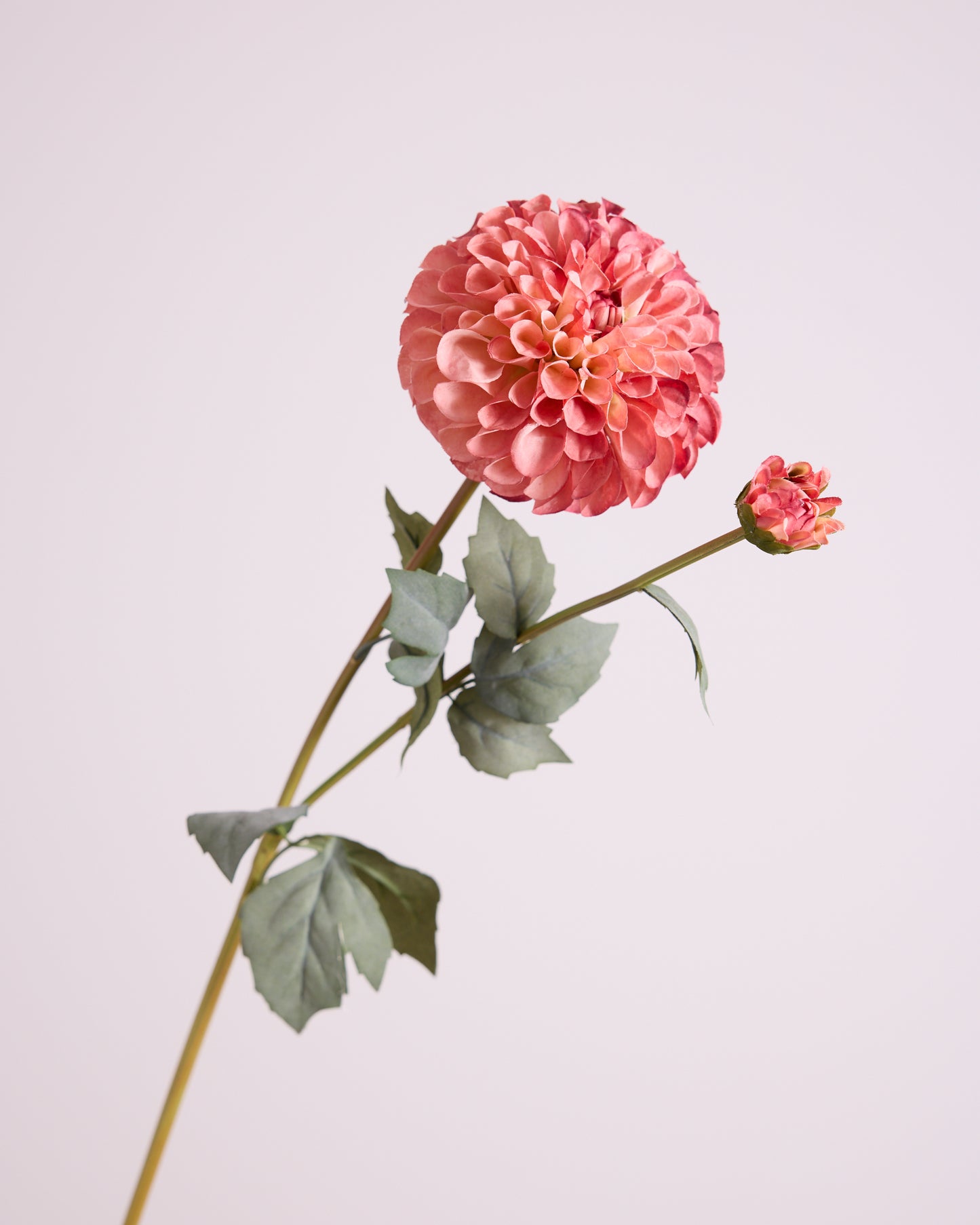 DAHLIA IN BLUSH (XL HEAD)