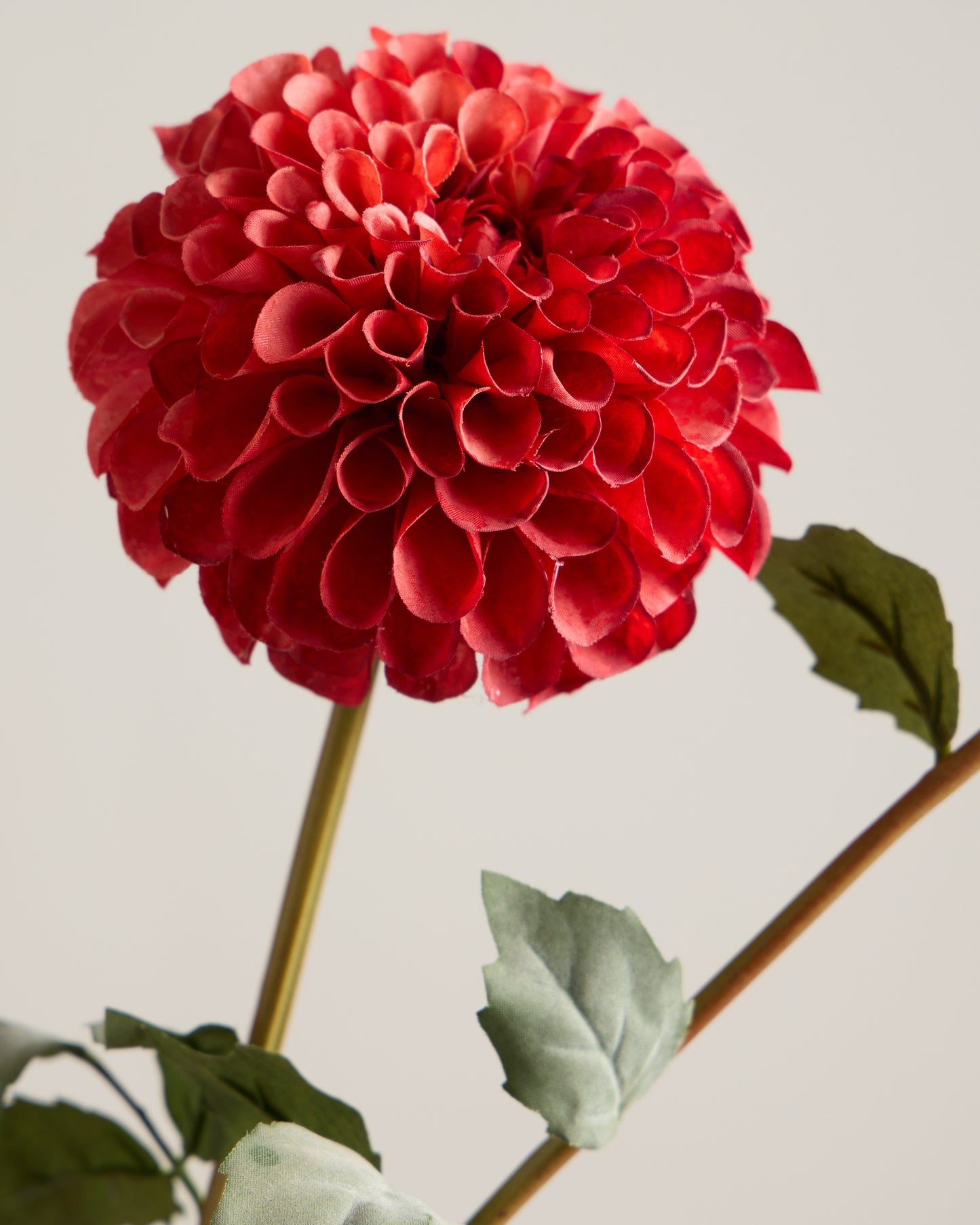DAHLIA IN RED (XL HEAD)