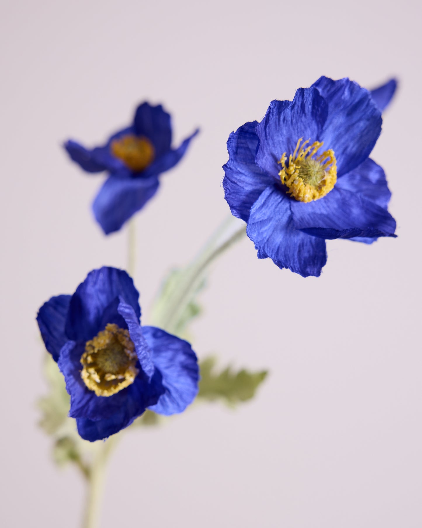 SILK POPPY IN DARK BLUE