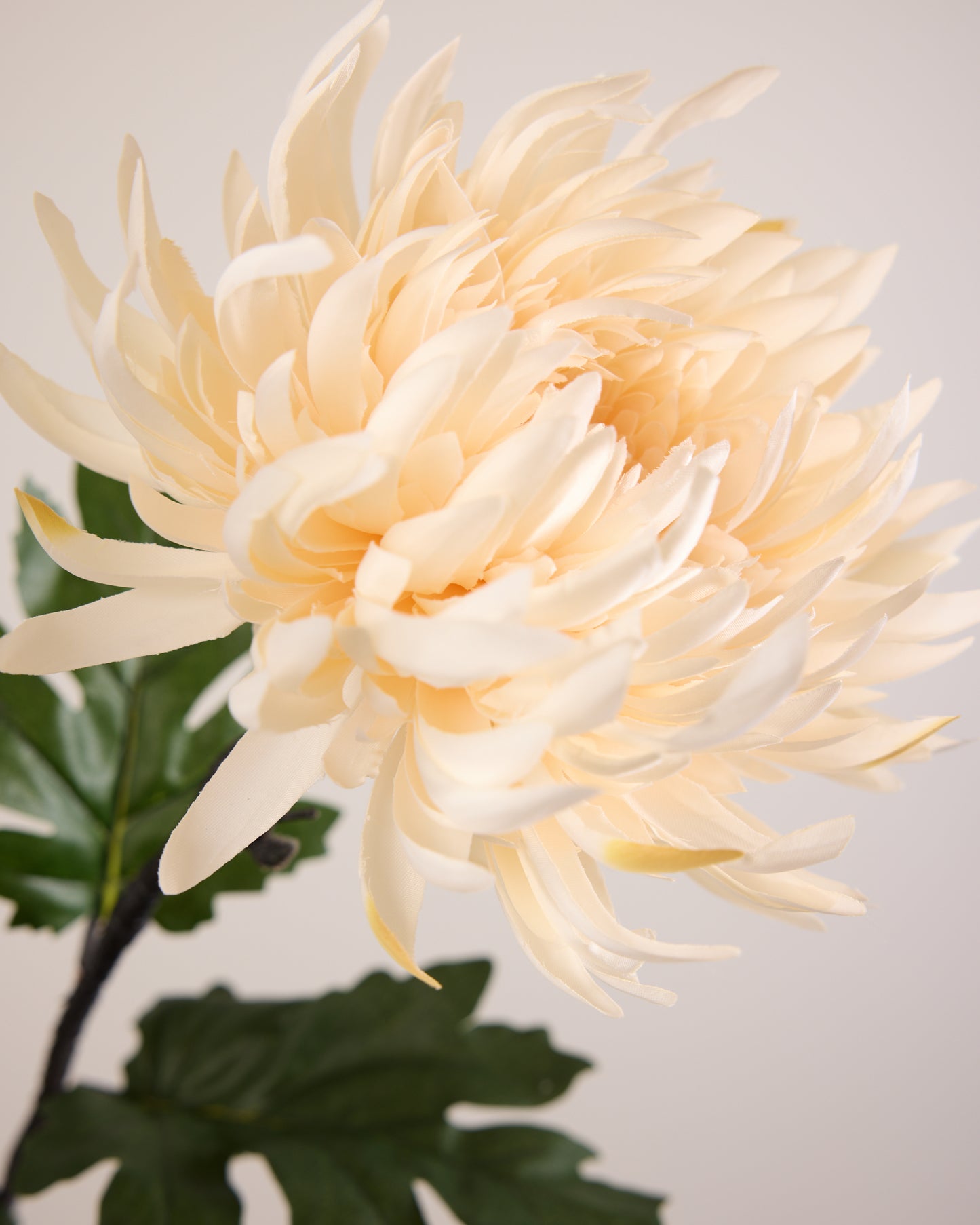 CHRYSANTHEMUM IN CREAM