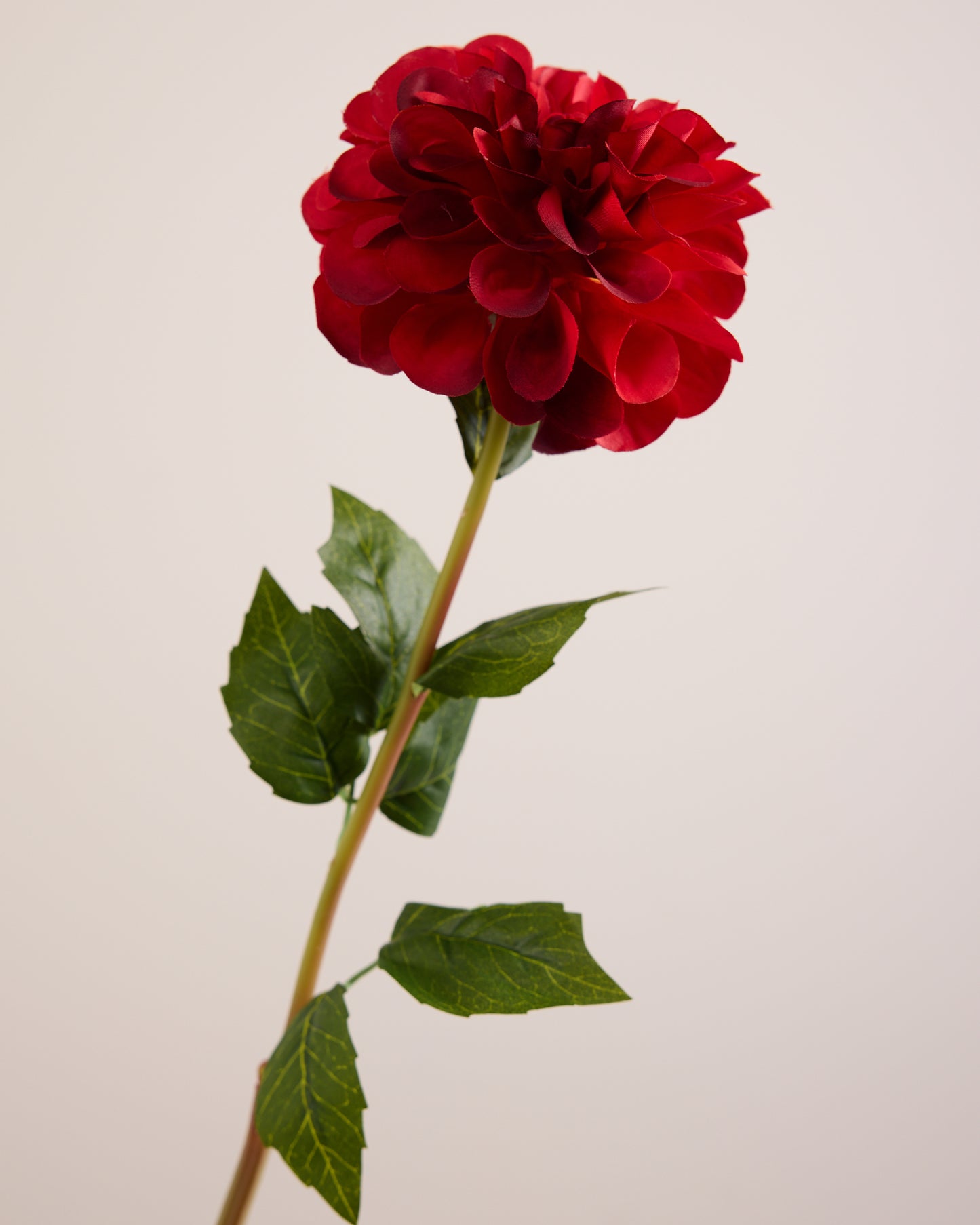 SINGLE DAHLIA IN RED