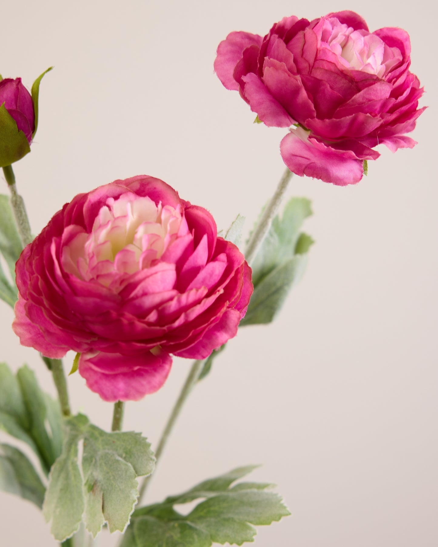 PINK RANUNCULUS (3 HEADS)