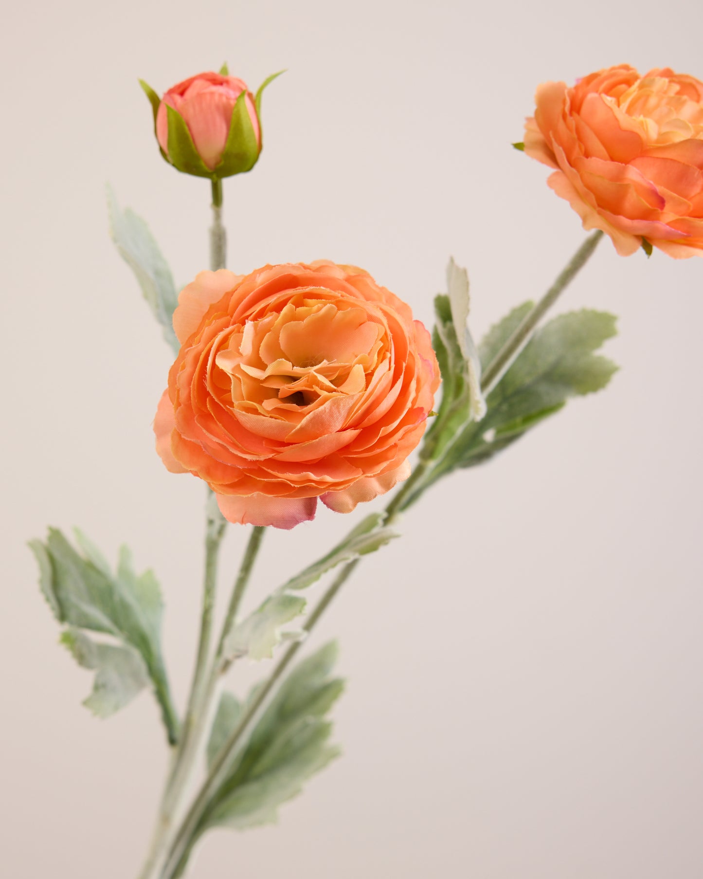 ORANGE RANUNCULUS (3 HEADS)
