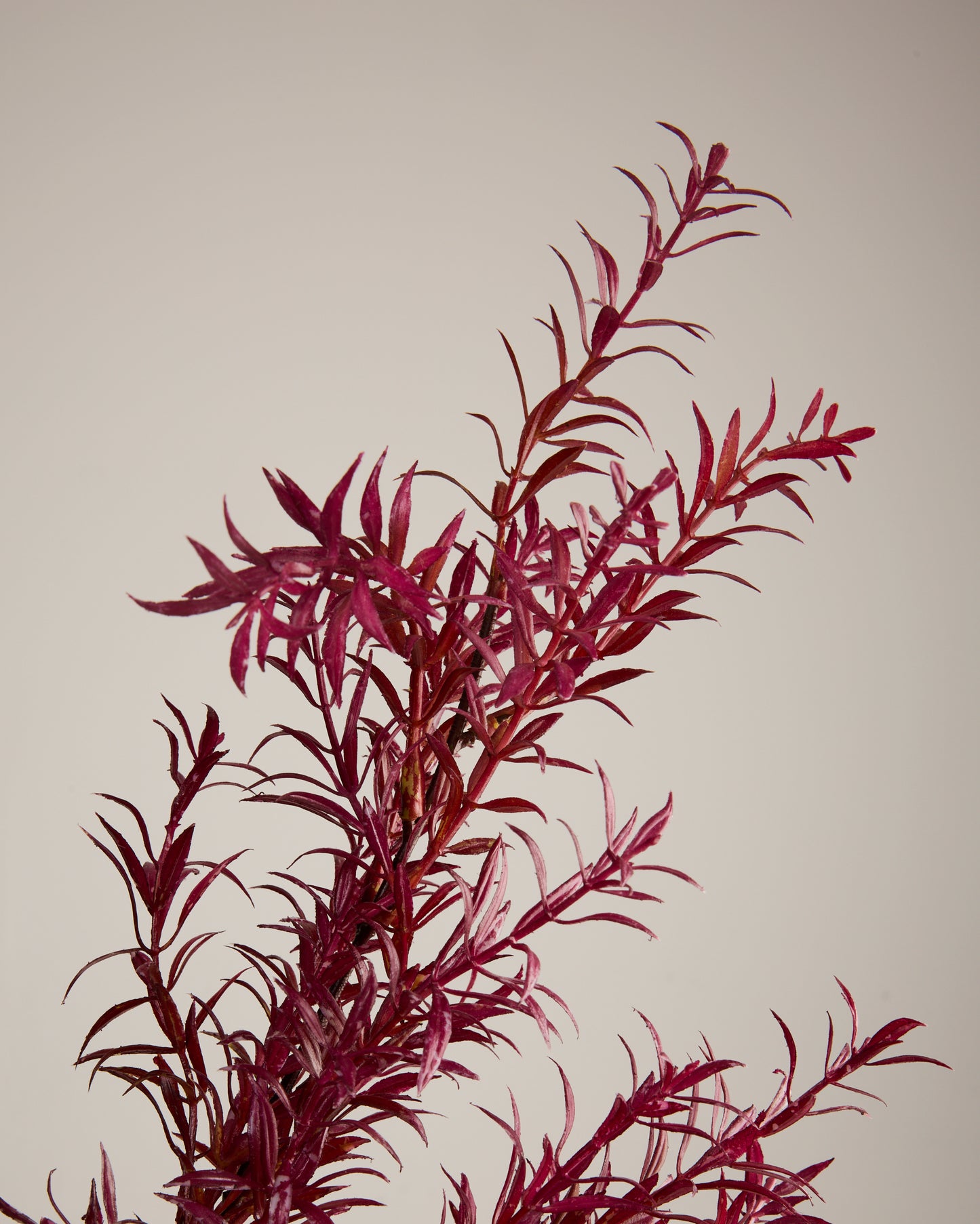 FOLIAGE SPRAY IN DEEP RED