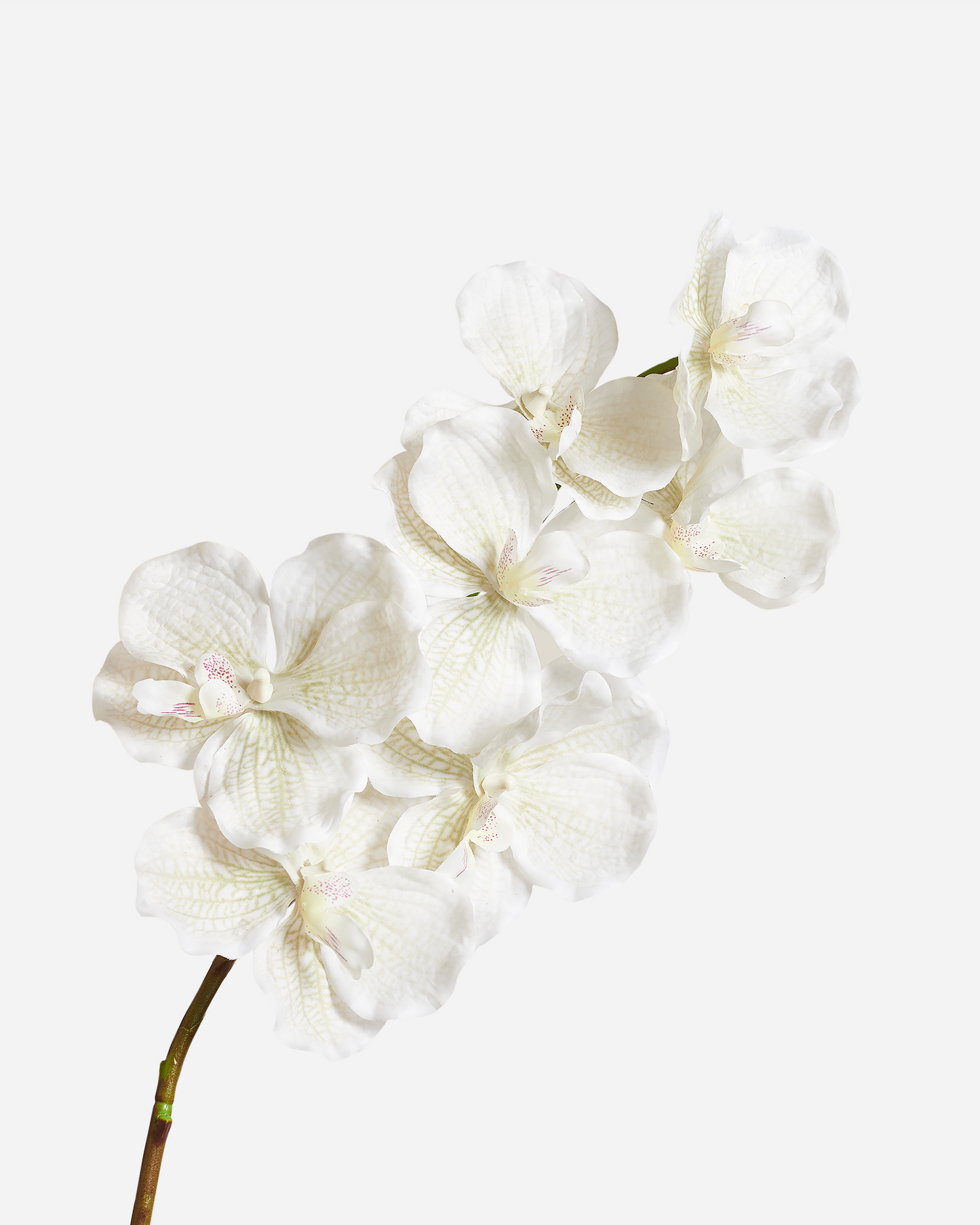 LUXURY REAL TOUCH ORCHIDS CREAM