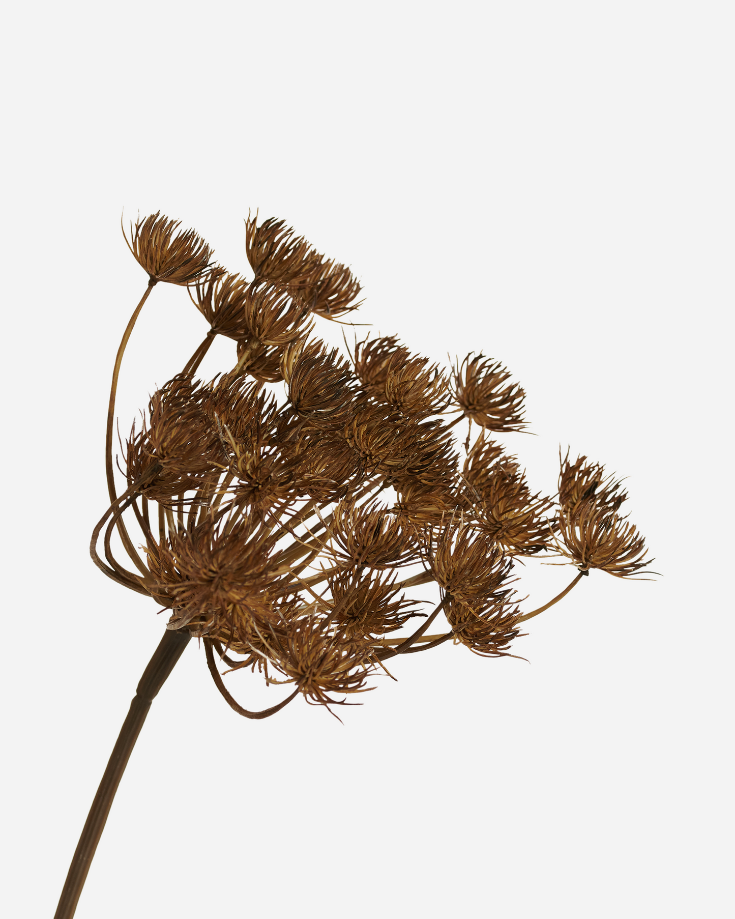 HOGWEED SPRAY MOCHA