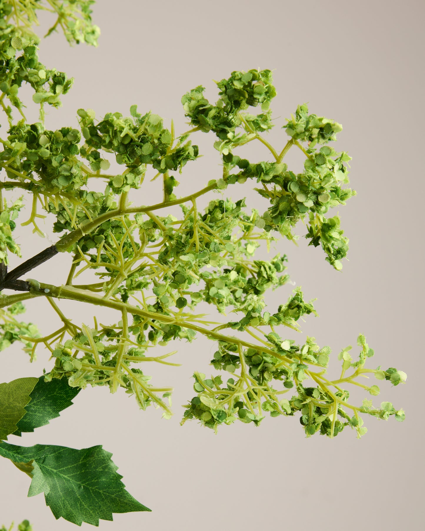 FLUFFY FOLIAGE IN GREEN