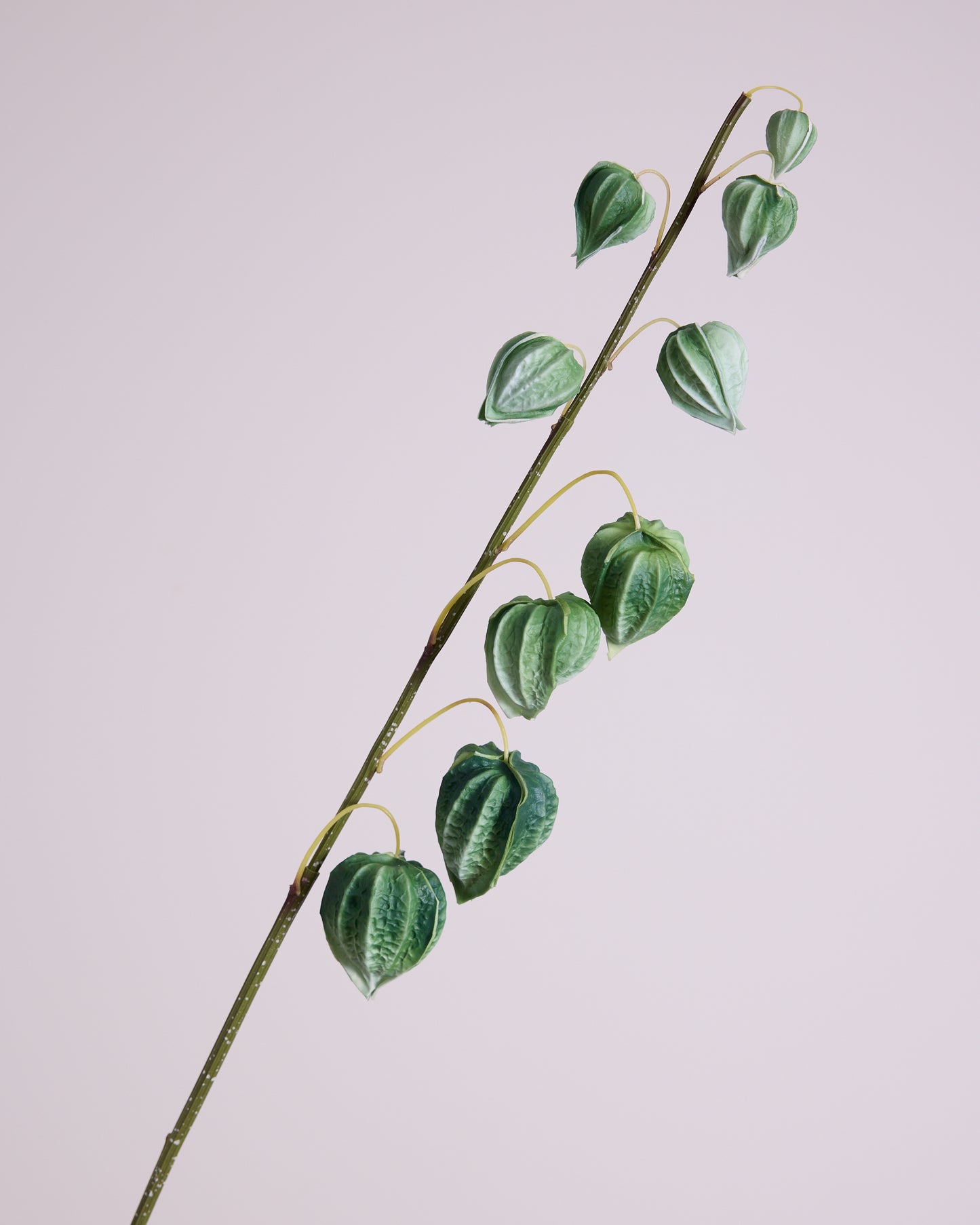 CHINESE LANTERN IN GREEN