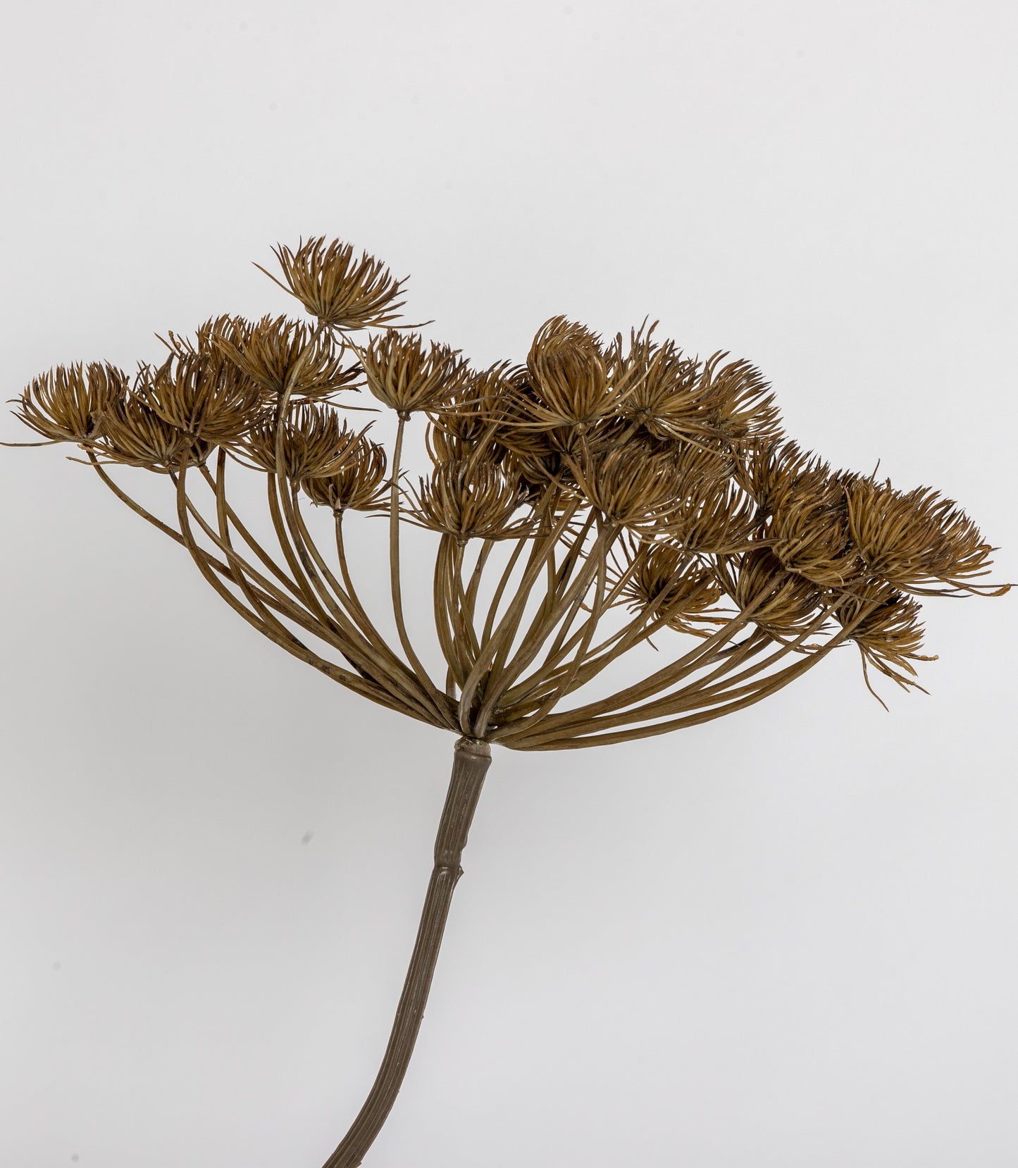 HOGWEED SPRAY MOCHA