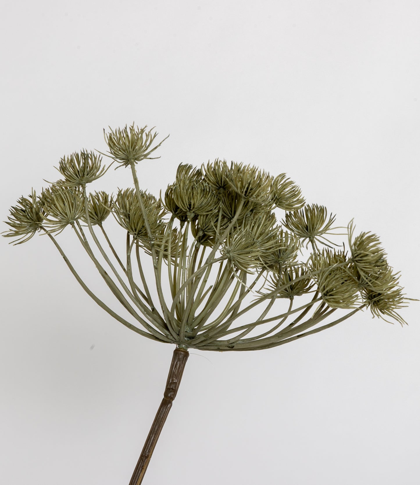 HOGWEED SPRAY GREY