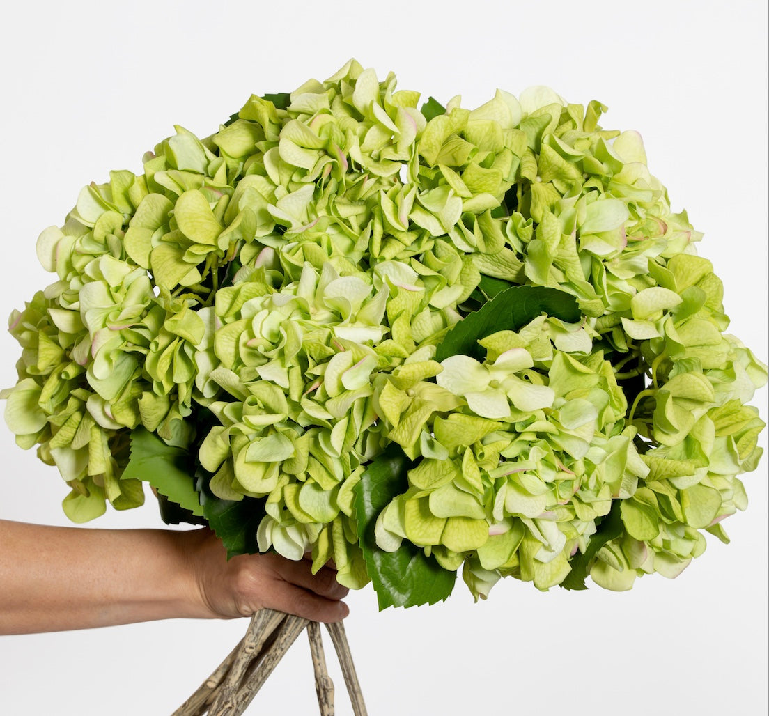 ABSOLUTE LUXURY REAL TOUCH HYDRANGEA IN GREEN