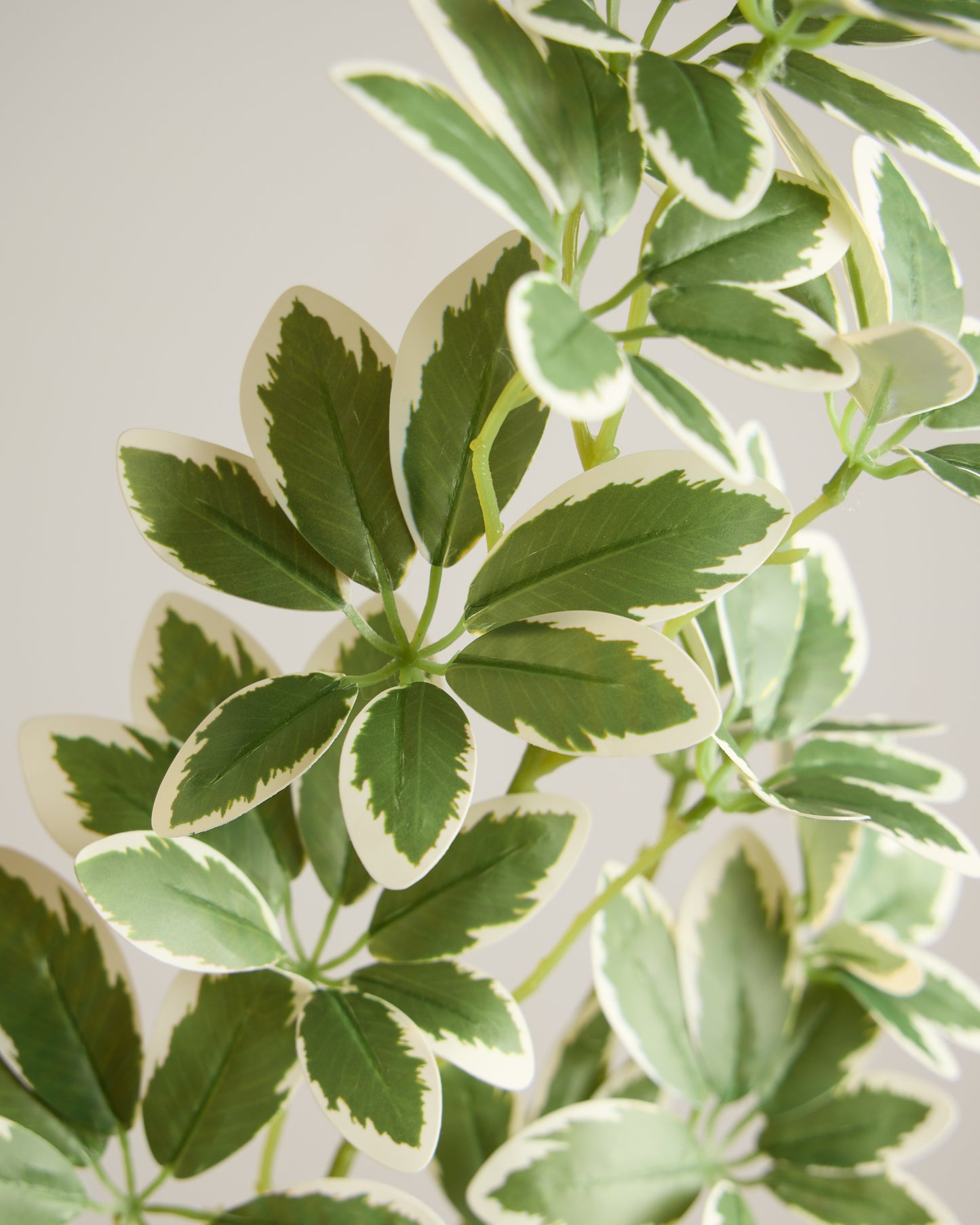 VAREGATED LEAF SPRAY