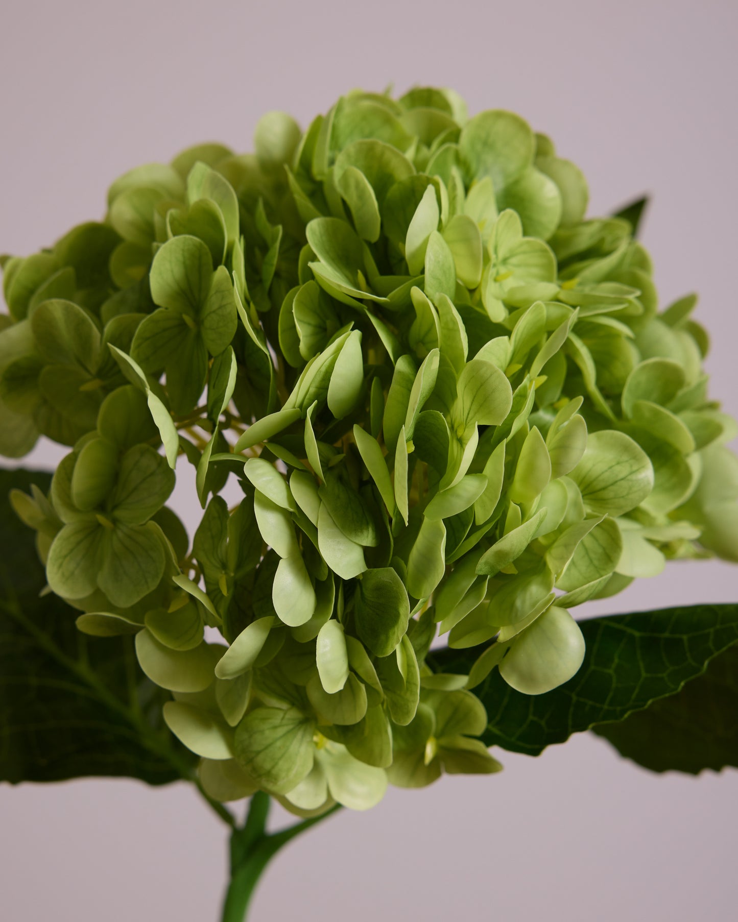 GREEN HYDRANGEA