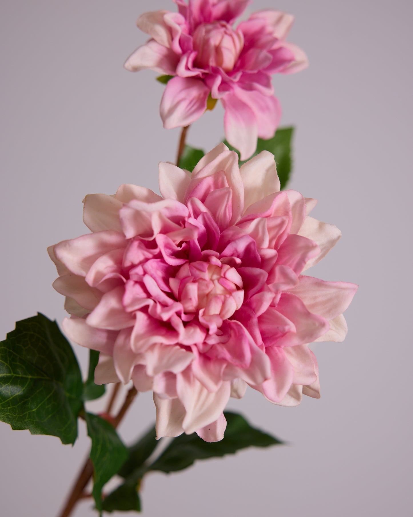 Blush Real Touch Dahlia