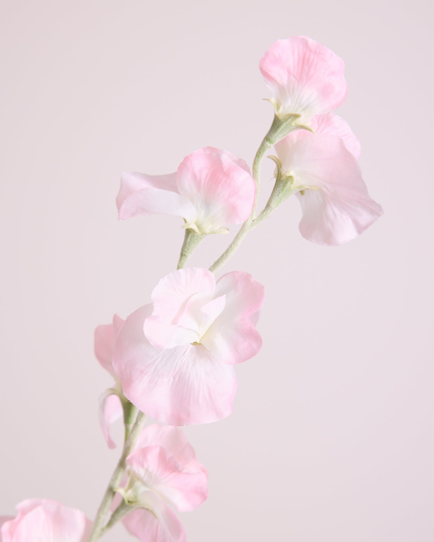 DELICATE SWEETPEA SPRAY IN BLUSH