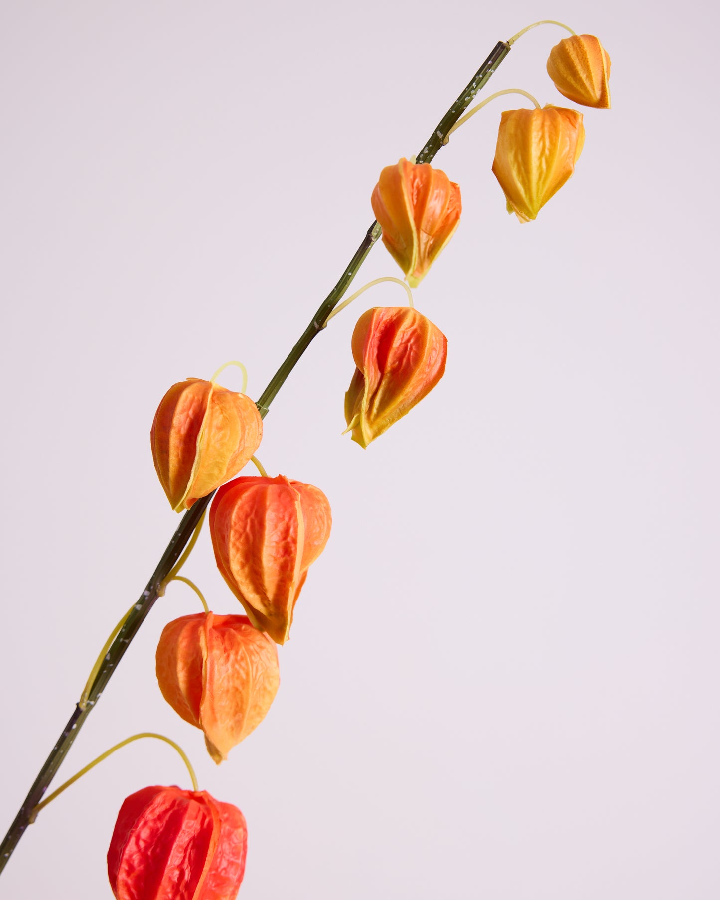 CHINESE LANTERN IN ORANGE