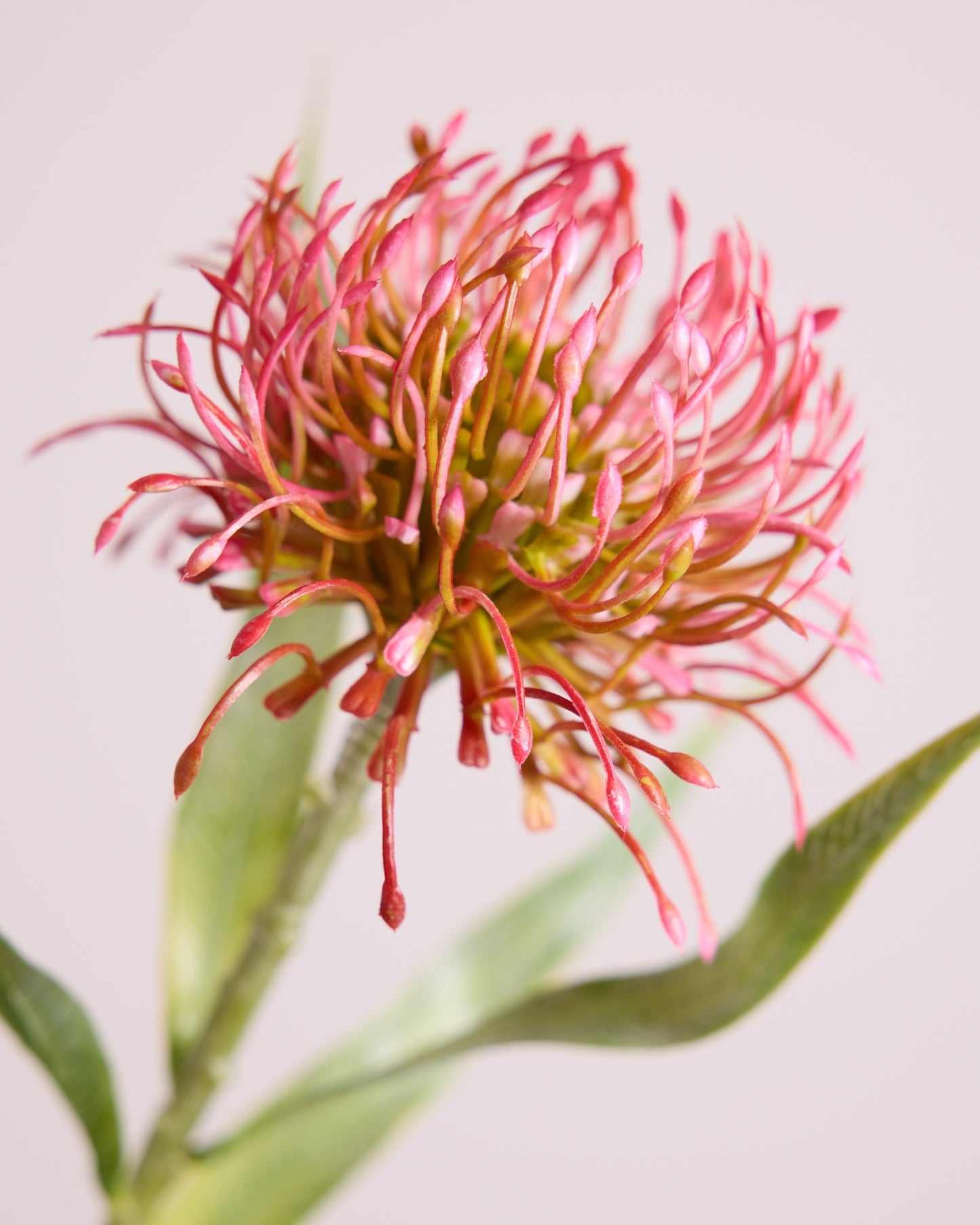FIRECRACKER PROTEA IN PINK