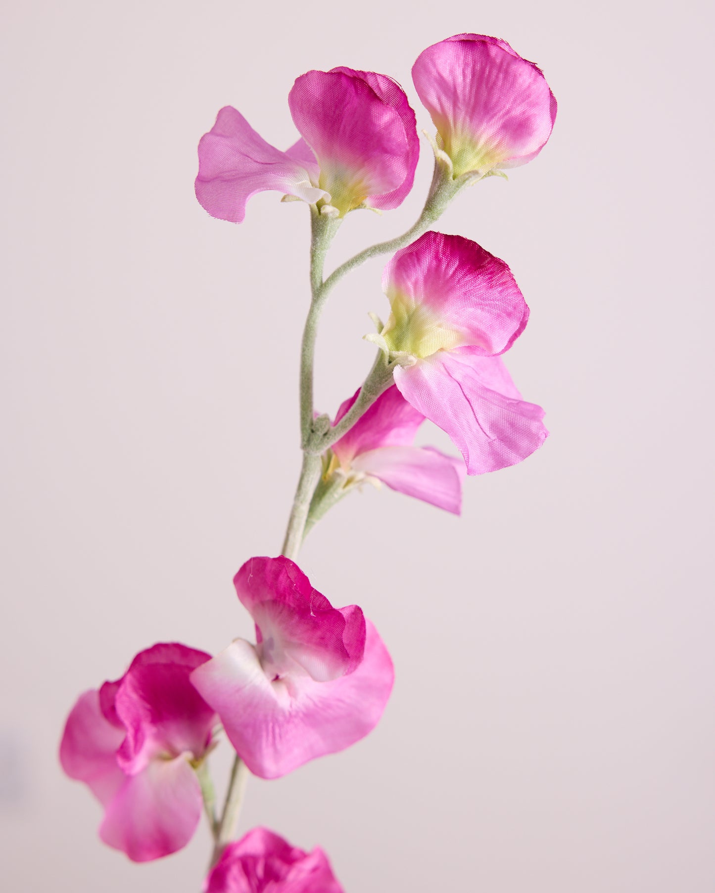 DELICATE SWEETPEA SPRAY IN HOT PINK