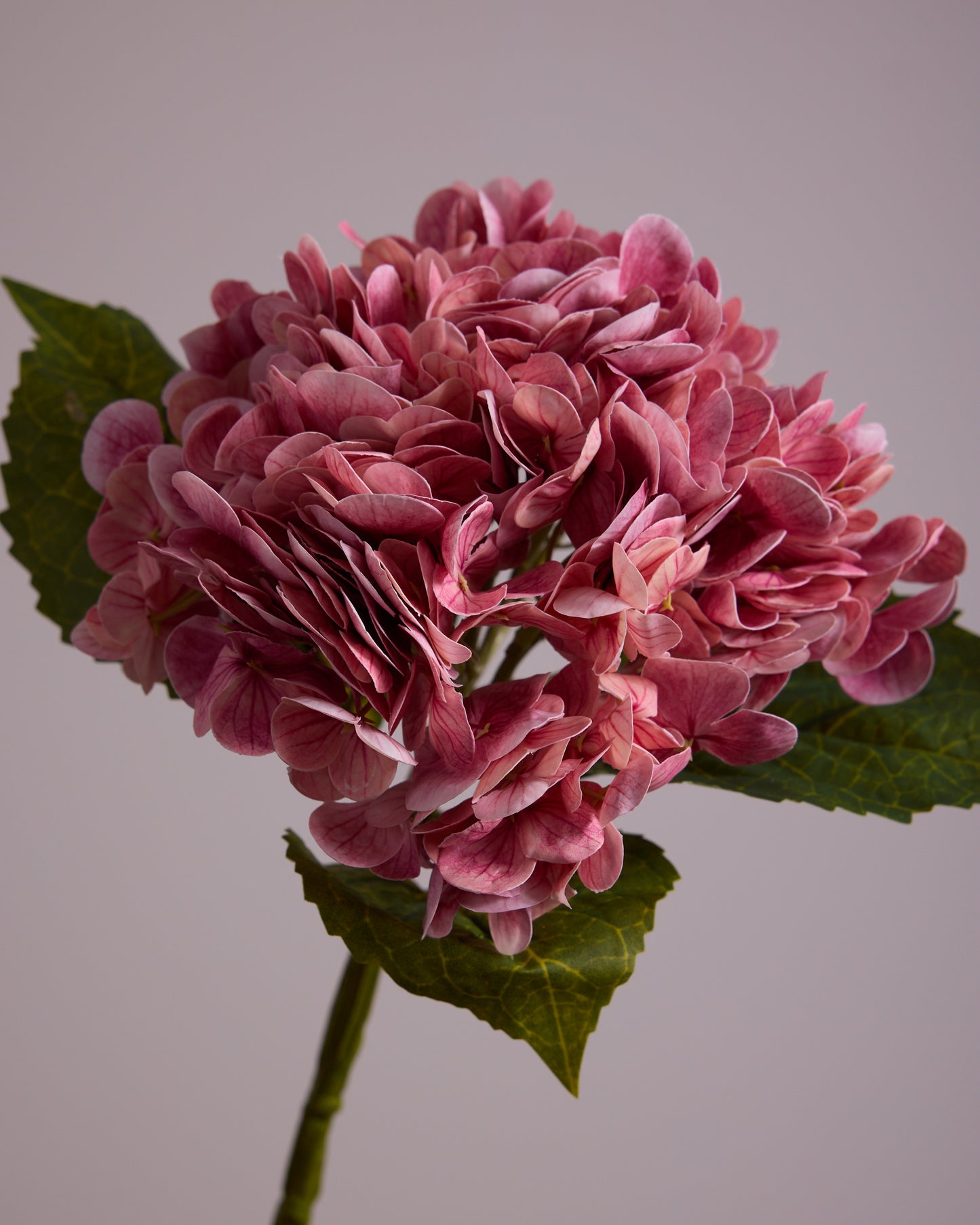 HYDRANGEA IN PINK