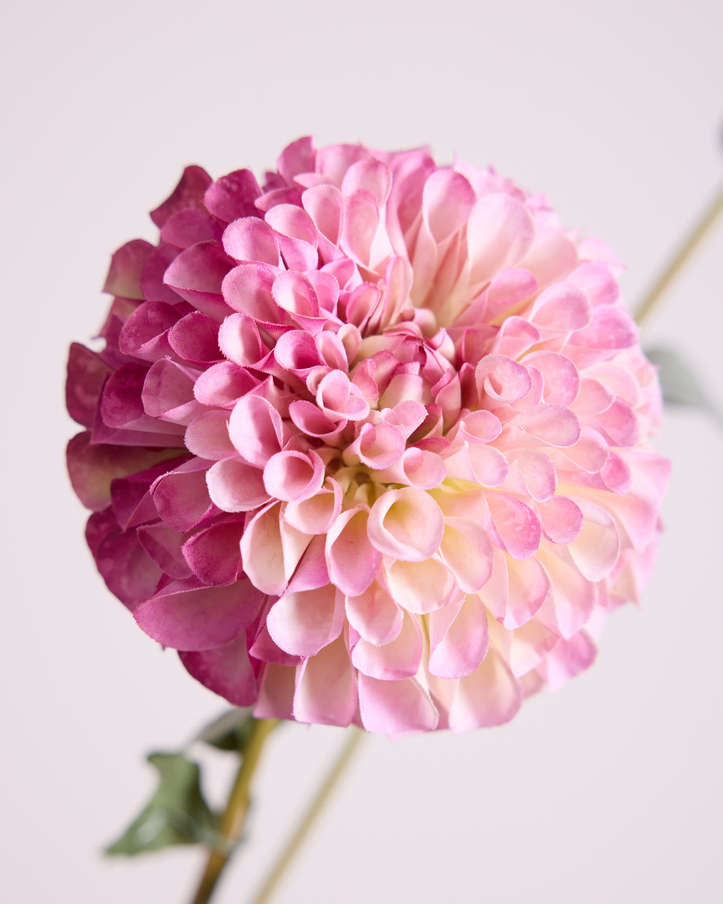 DAHLIA IN PURPLE (XL HEAD)