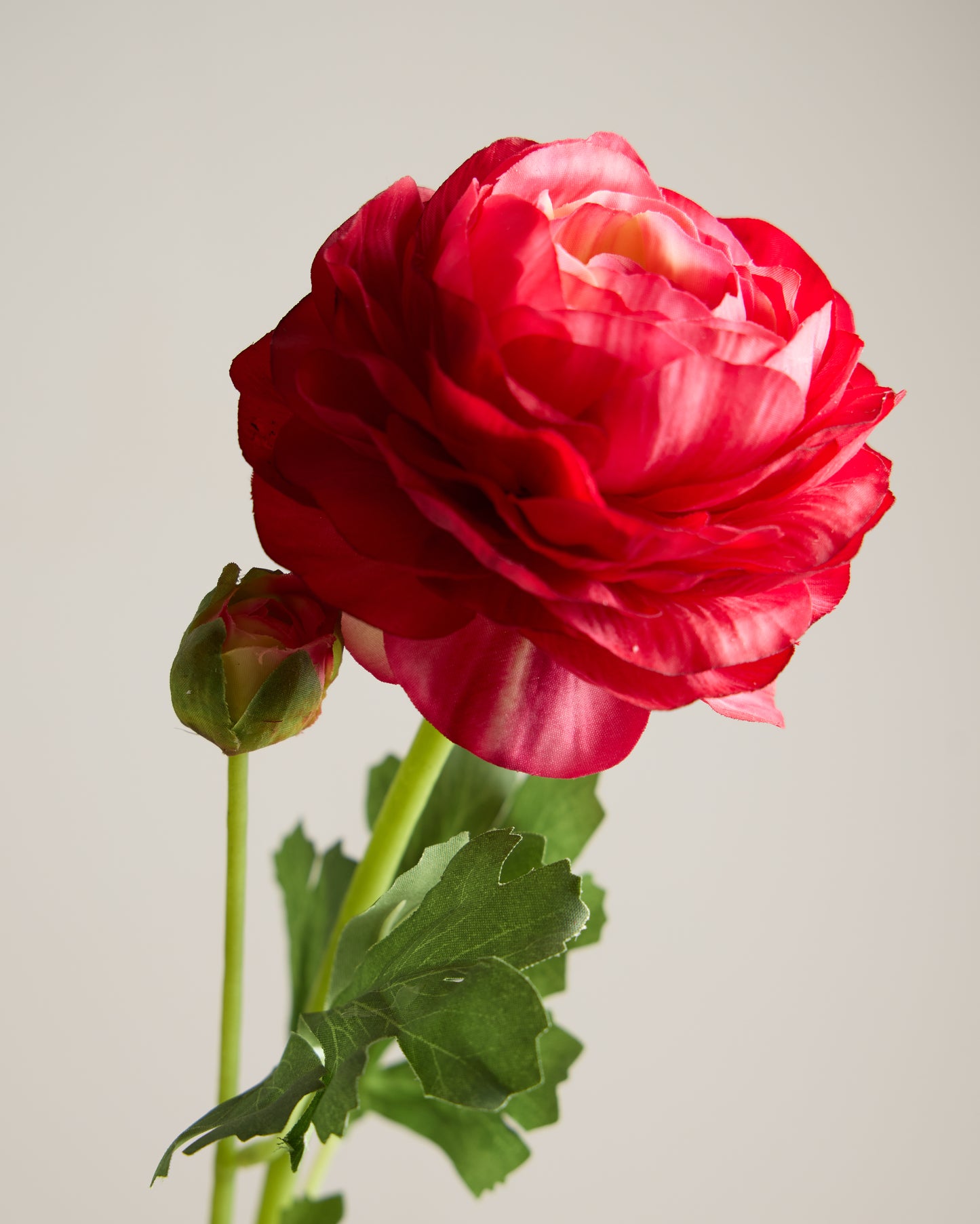 REAL TOUCH RANUNCULUS IN FUSCHIA
