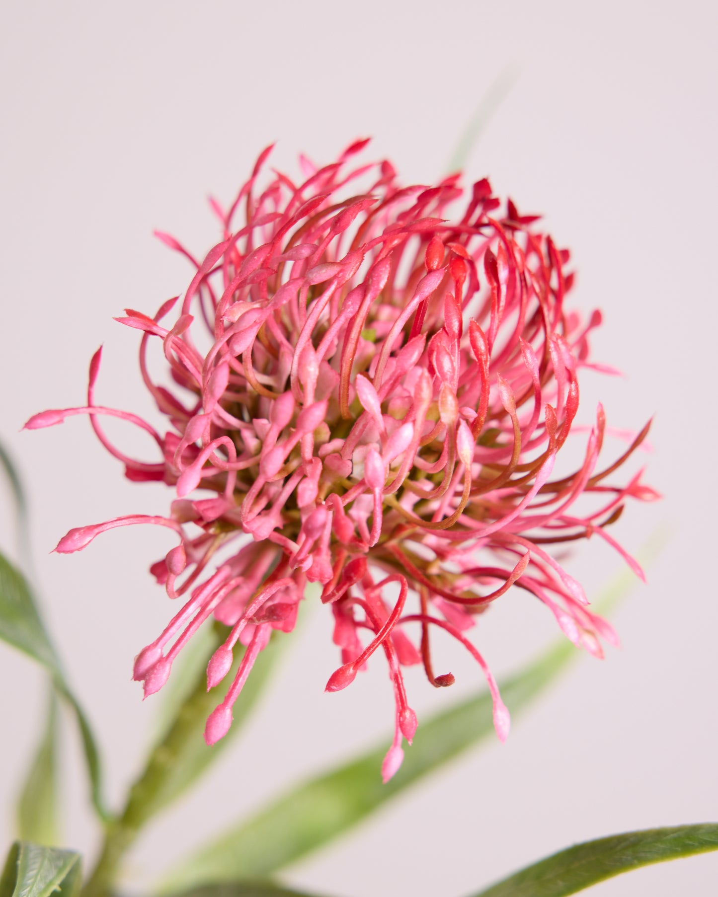 FIRECRACKER PROTEA IN DEEP PINK