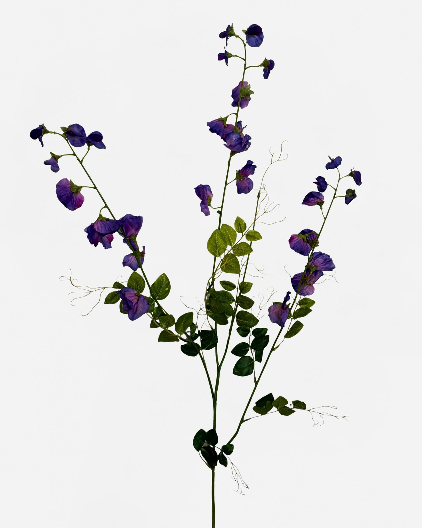 XL SWEET PEA SPRAY PURPLE