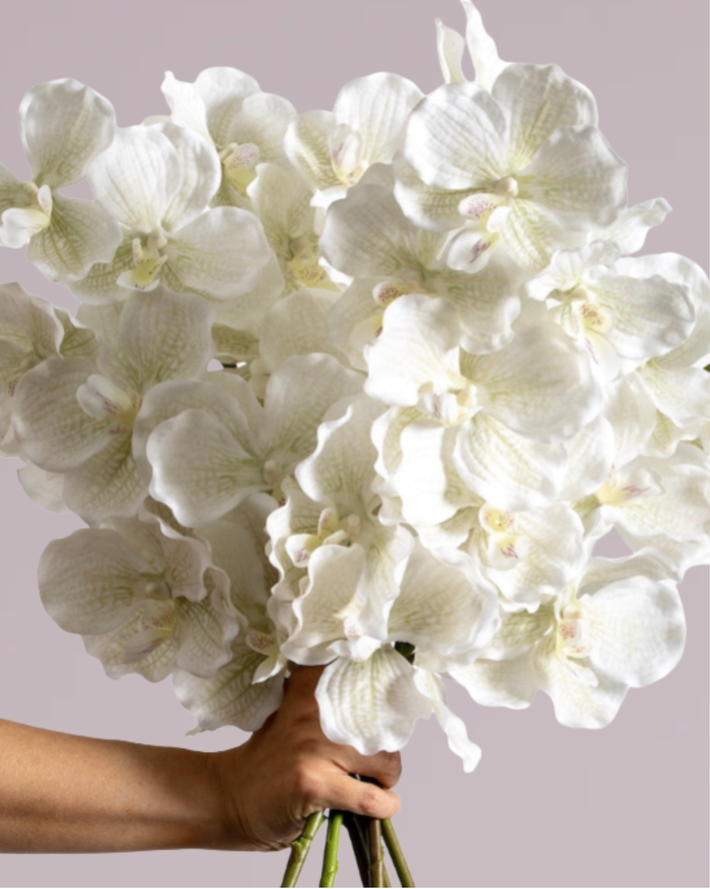 ABSOLUTE LUXURY REAL TOUCH ORCHIDS IN CREAM
