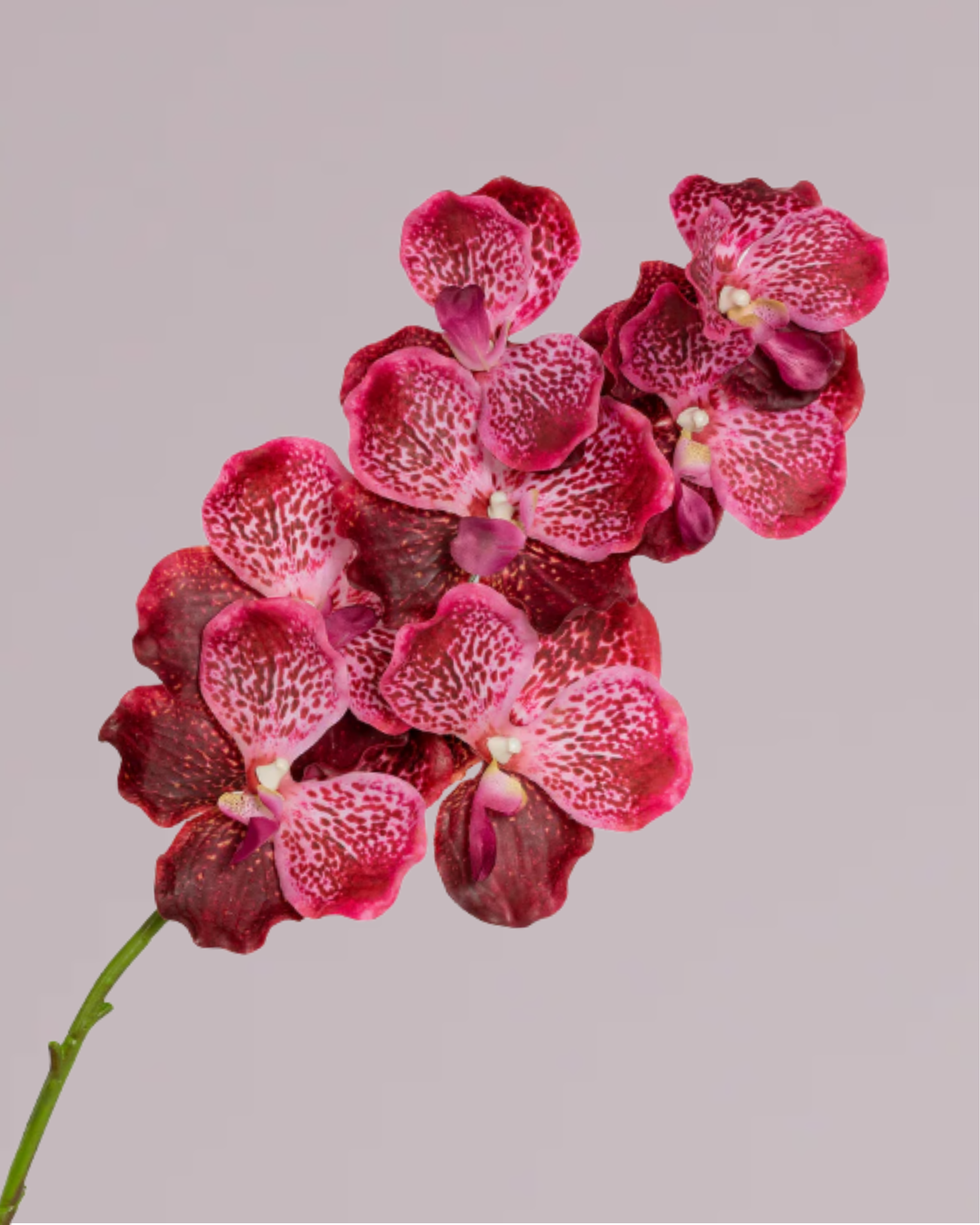 ABSOLUTE LUXURY REAL TOUCH ORCHIDS IN HOT PINK – Faux King Florals