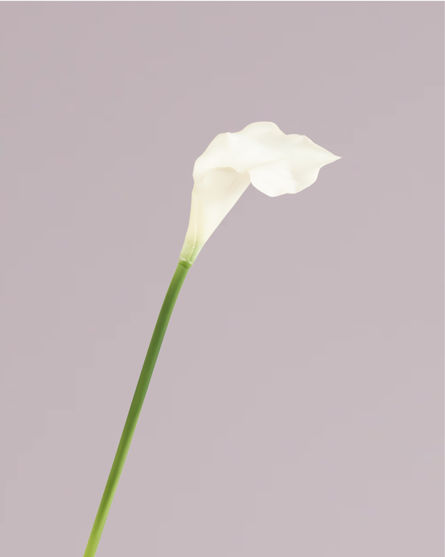 SMALL REAL TOUCH CALLA LILY IN WHITE