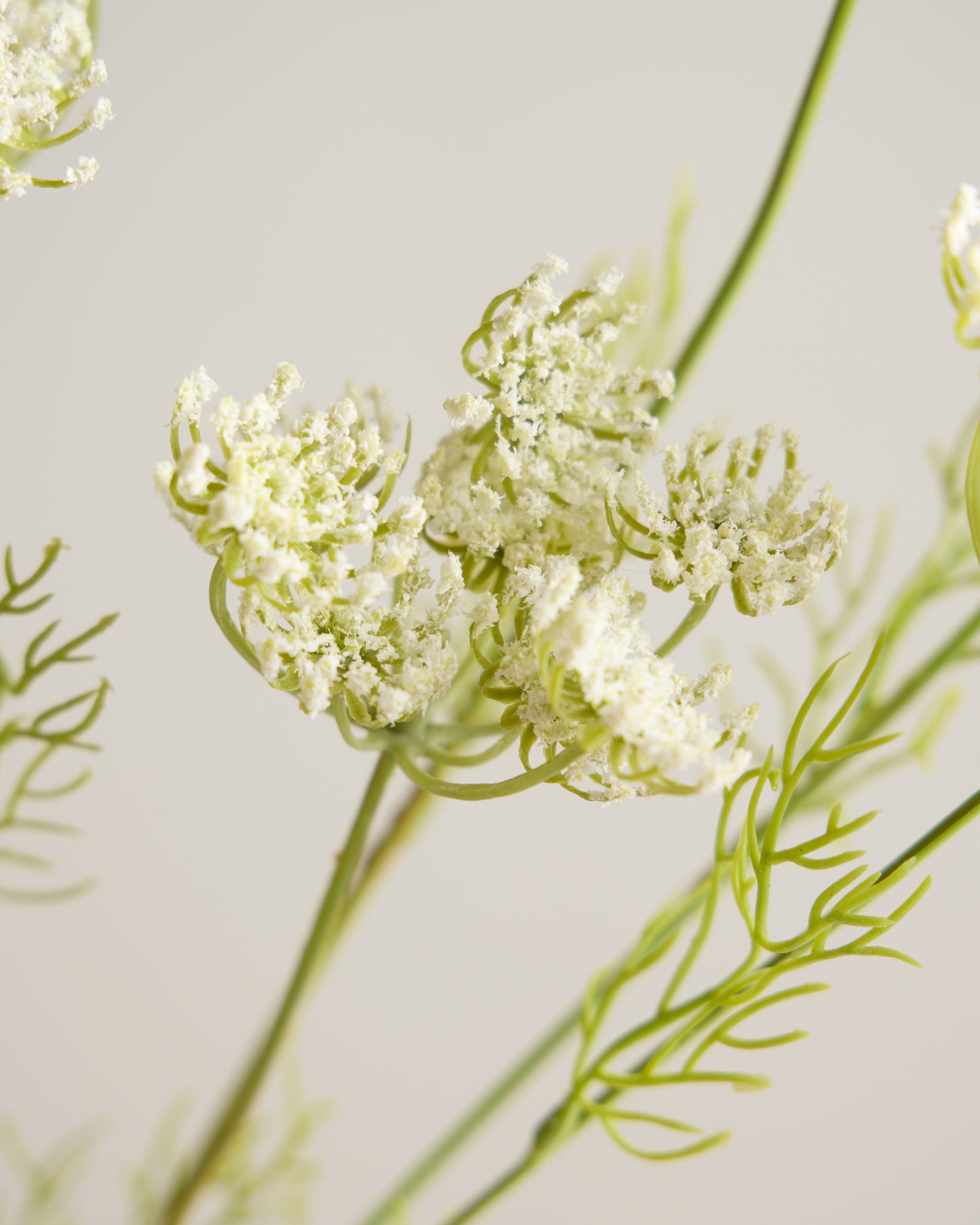 White Queen Annes Lace Spray