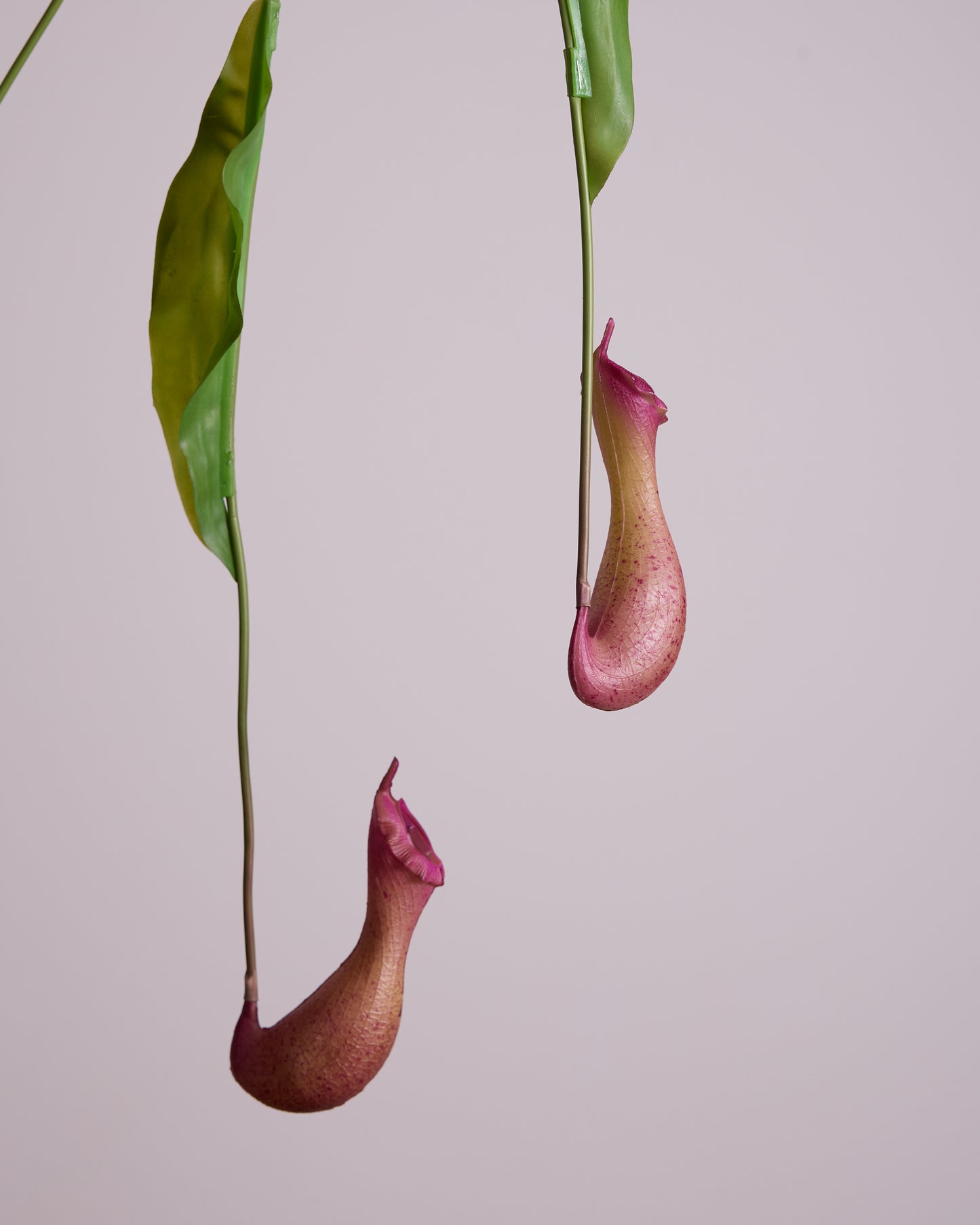 PITCHER PLANT IN PURPLE