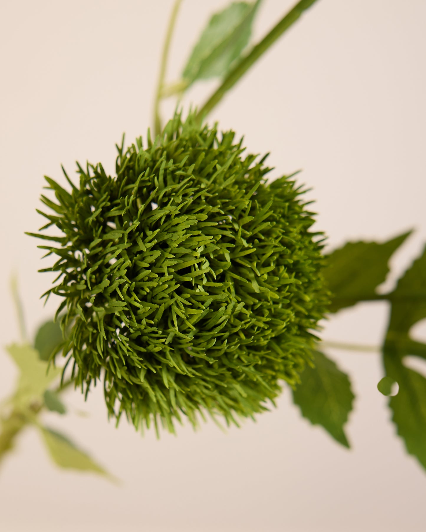 DIANTHUS IN DARK GREEN