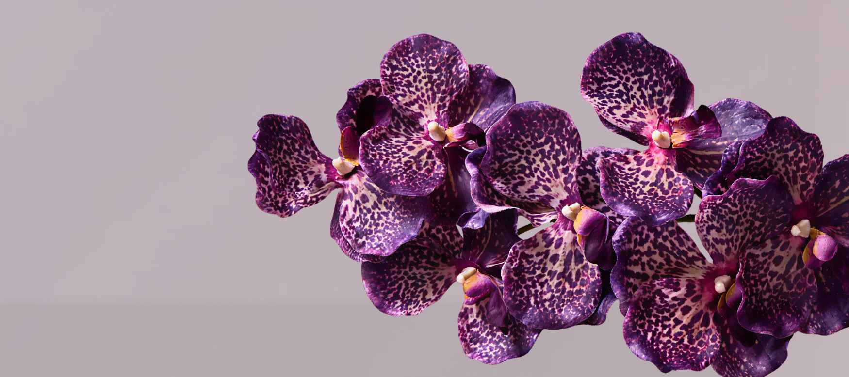 Orchid