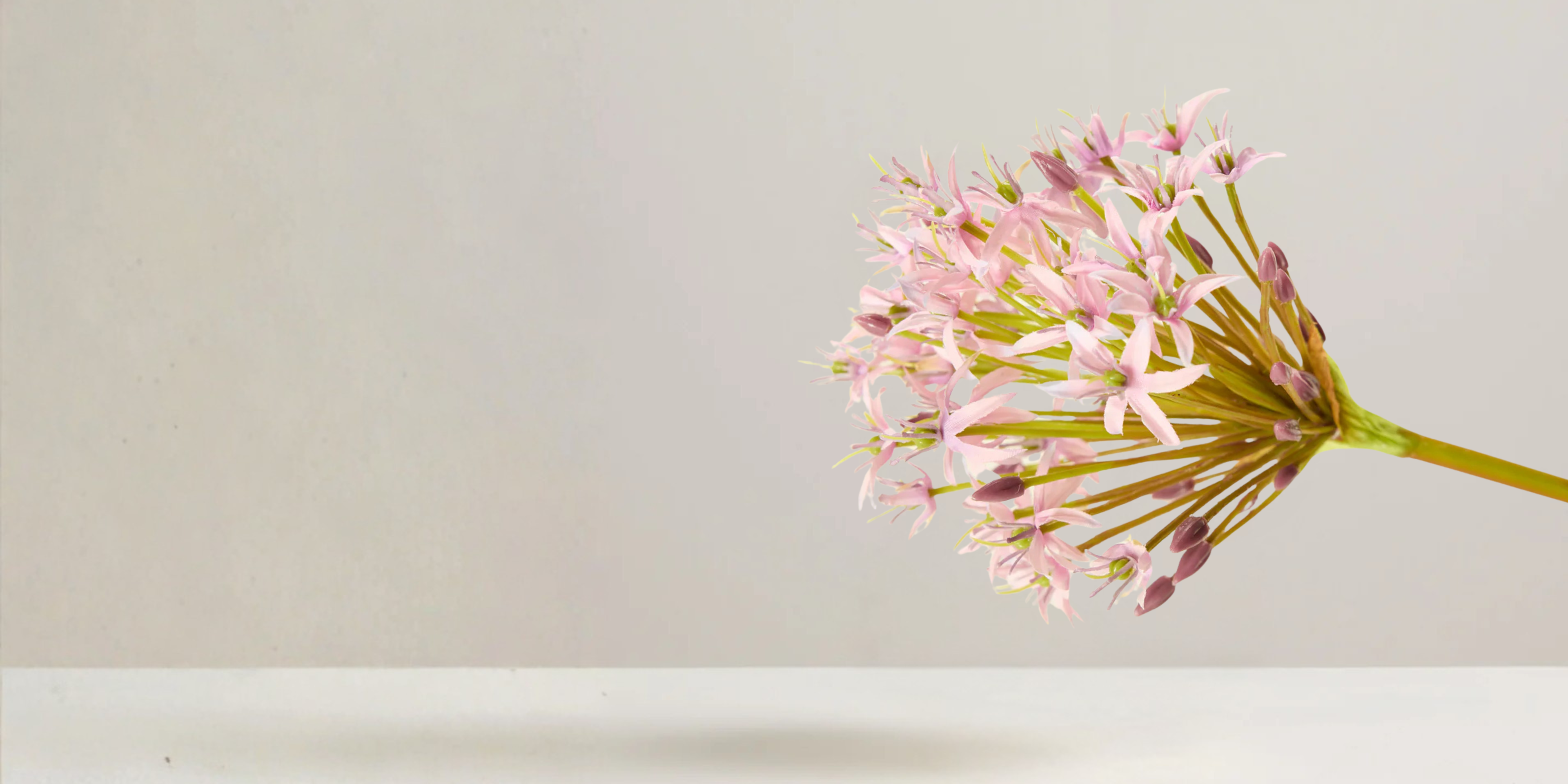Agapanthus