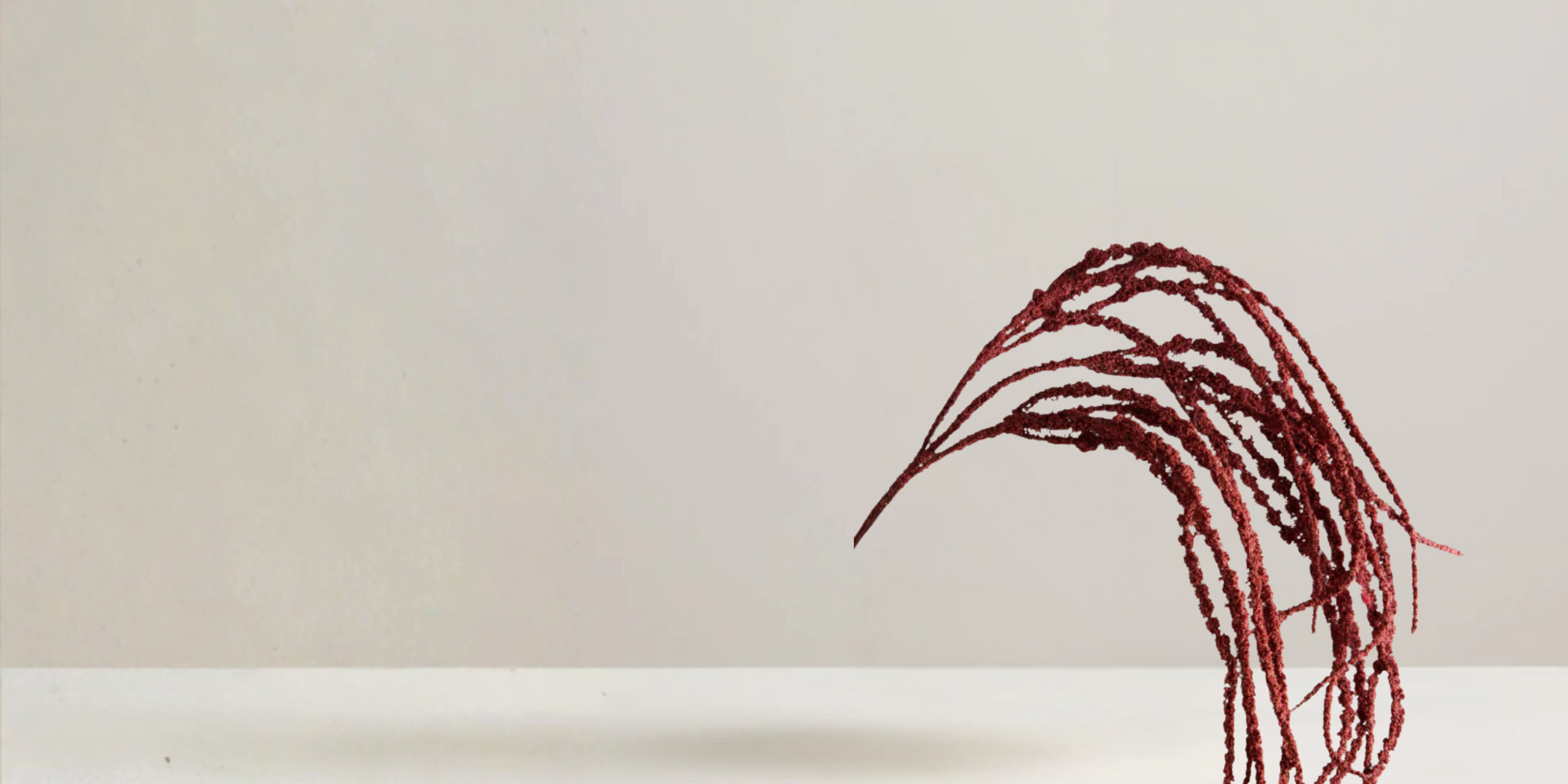 Amaranthus