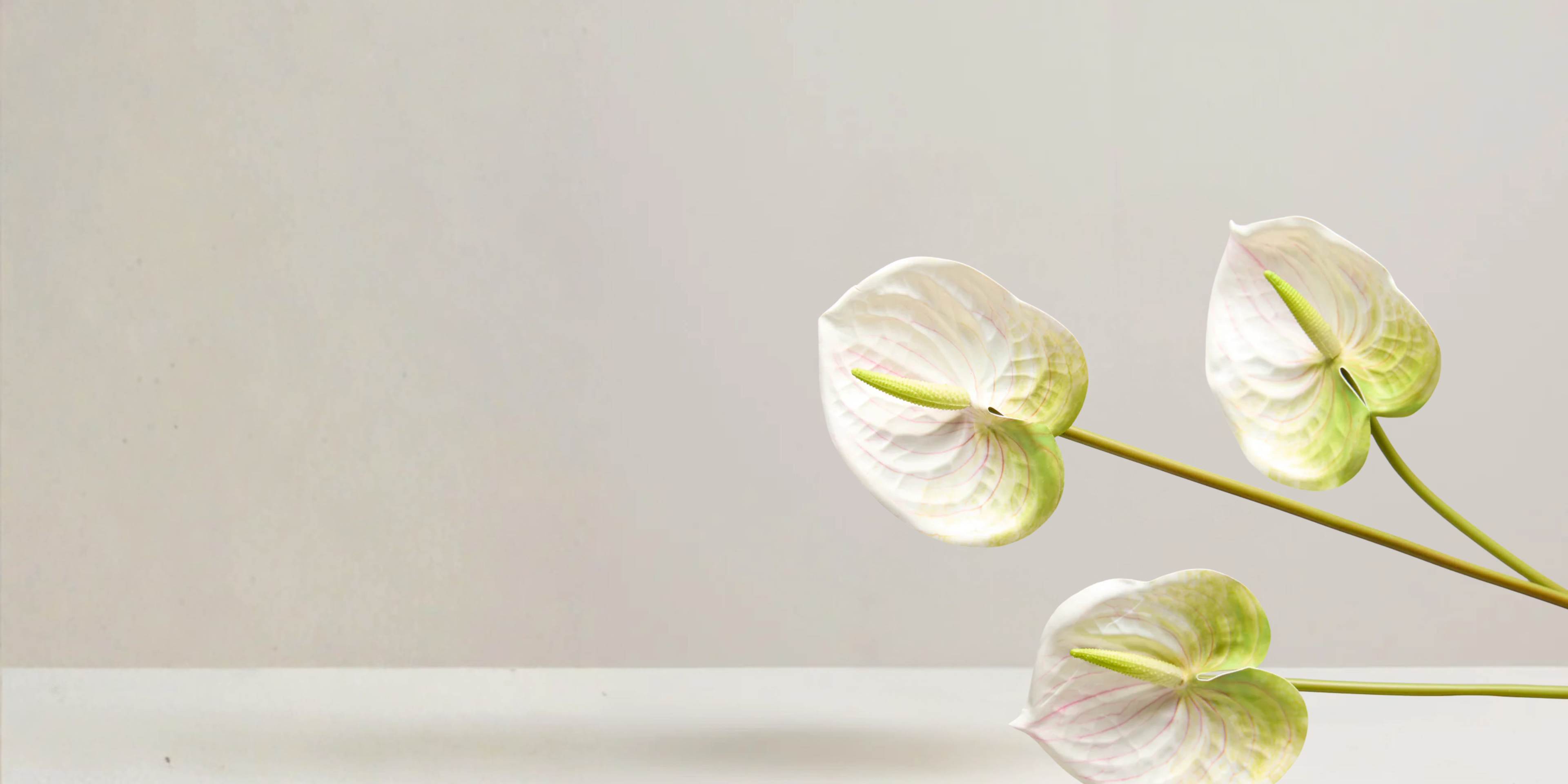 Anthurium