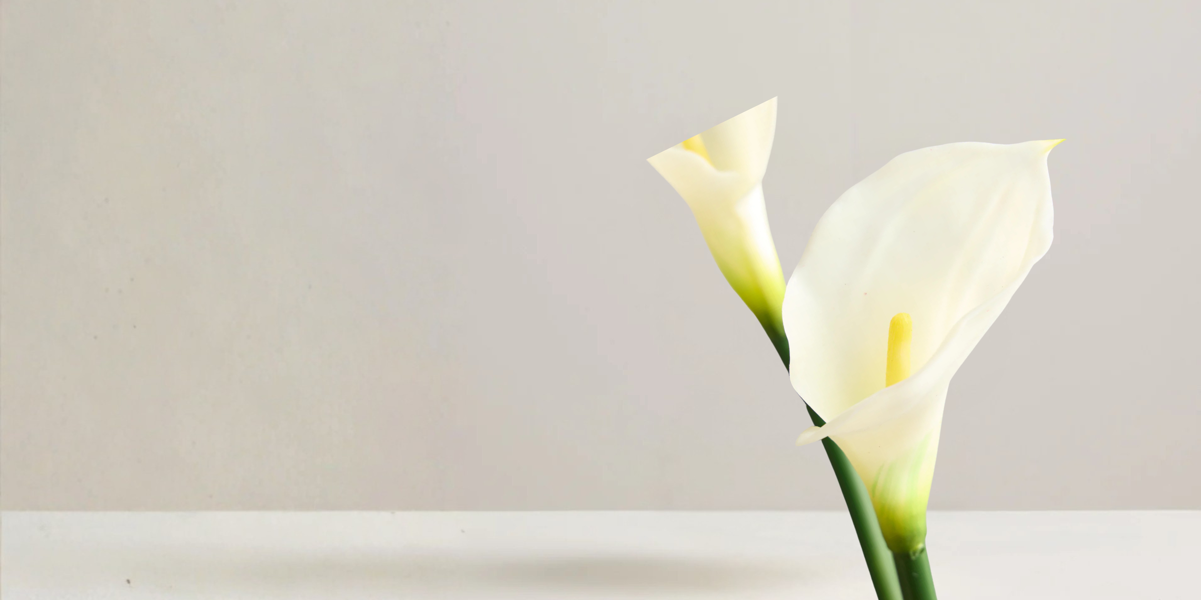 Calla Lily