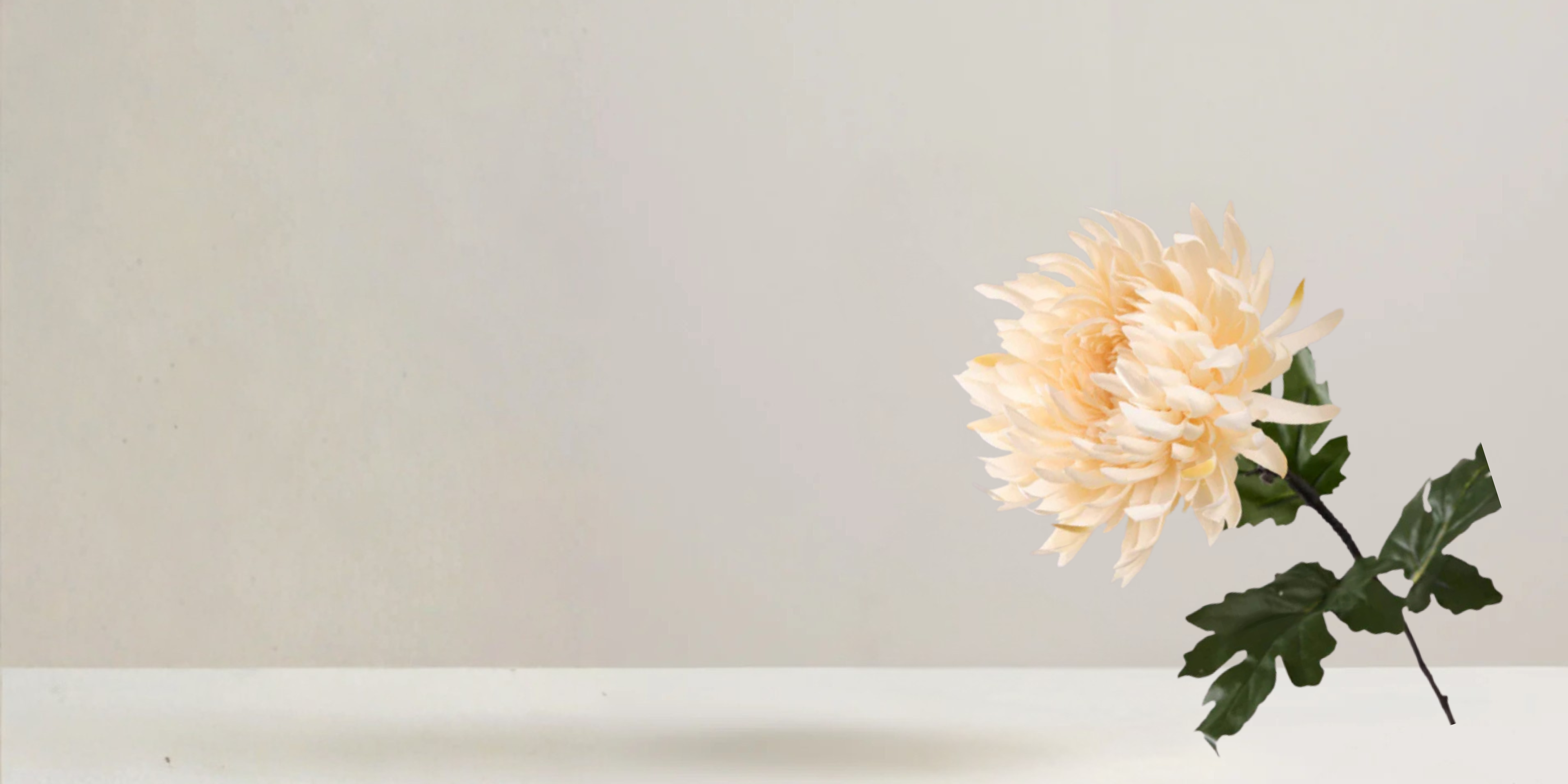 Chrysanthemum